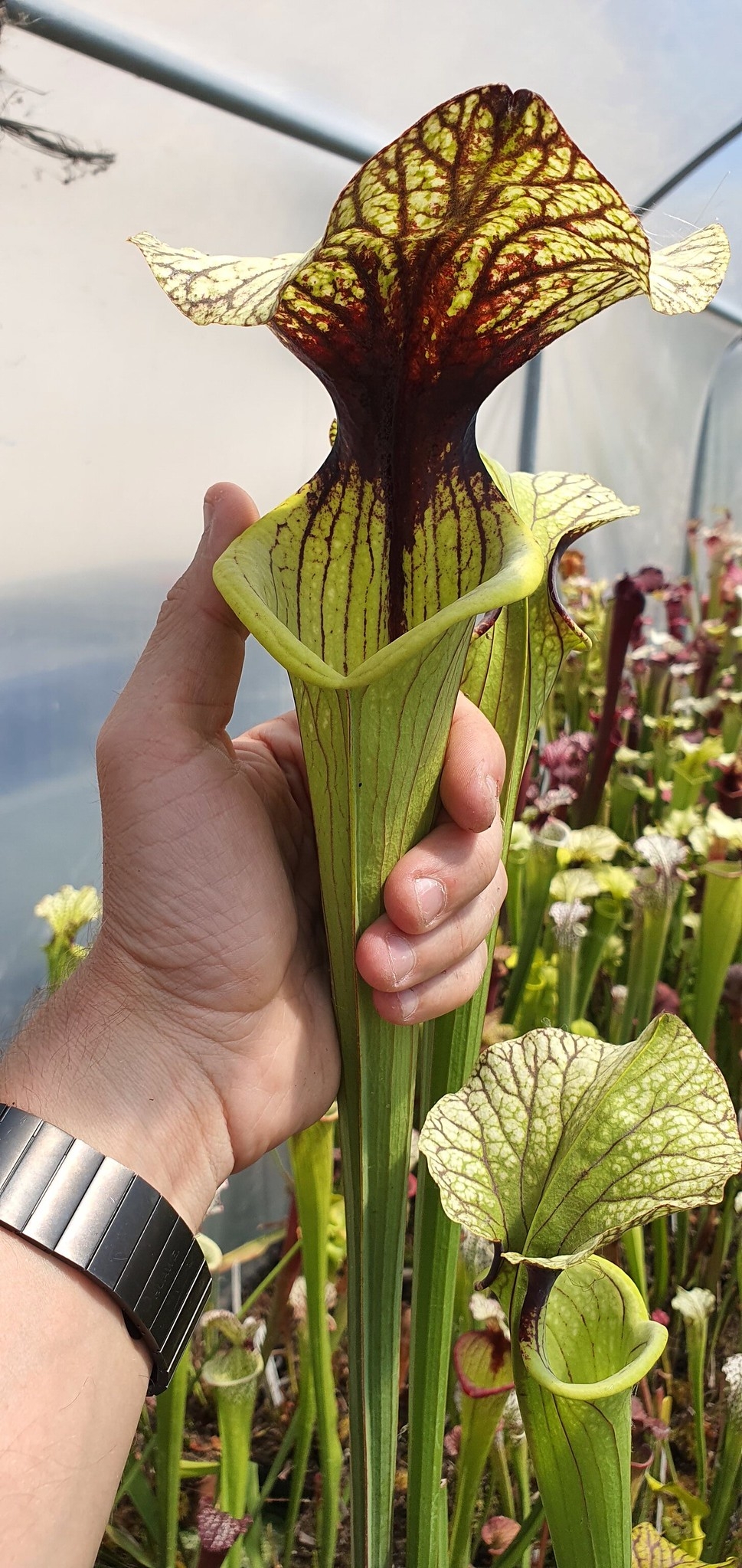 Sarracenia x Gentleman (OBH105)