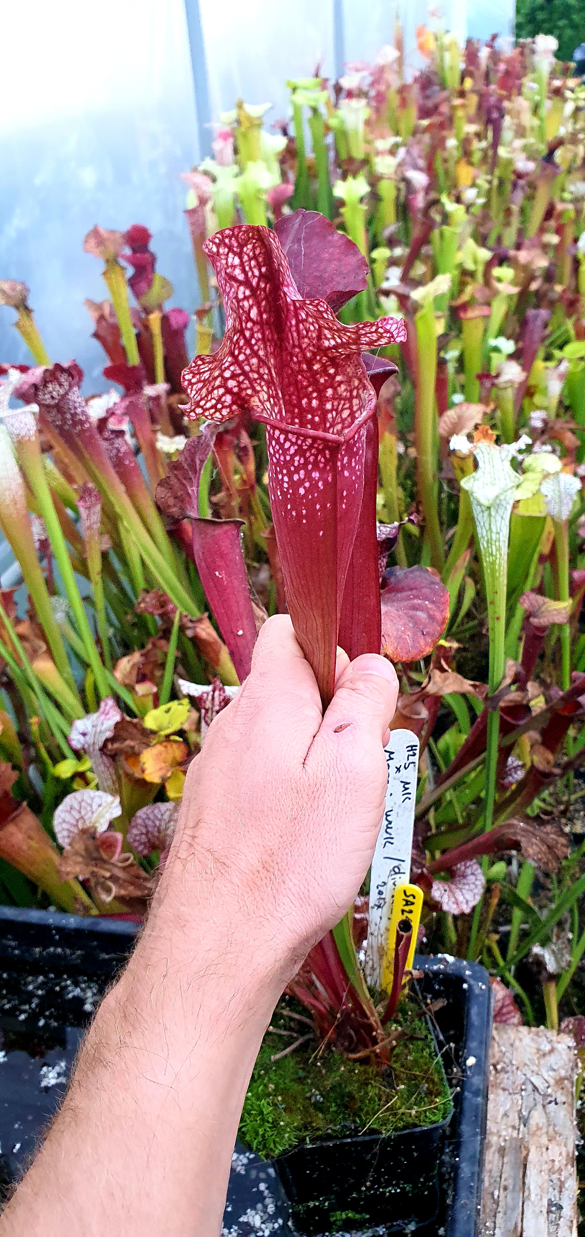 Sarracenia SA217 : H25 MK x Moorei Wilkerson's white knight