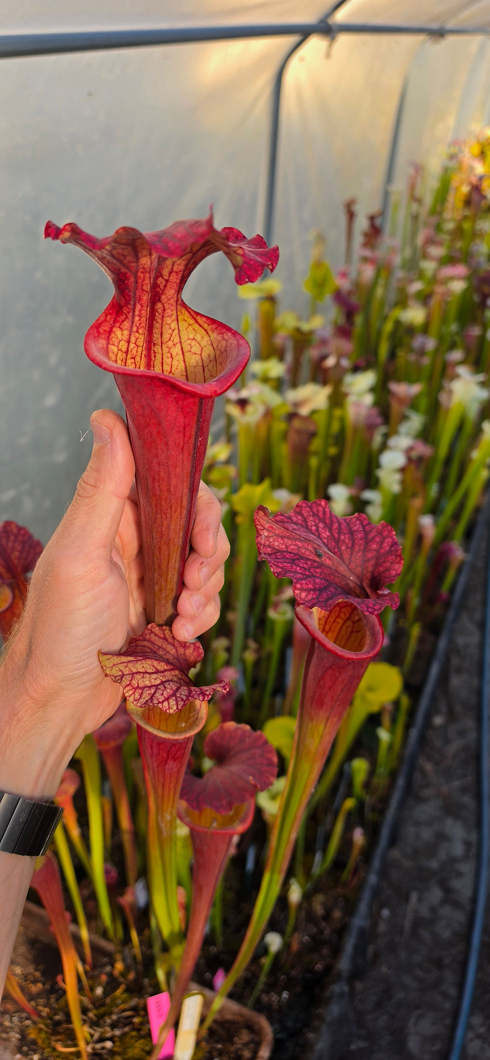 Thumbnail: SA607 : Leucophylla 'Titan' X Flava FL19 RVO