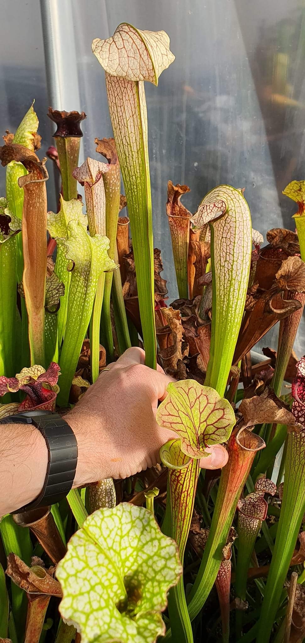 Sarracenia Areolata 'White Knight' X Minor Okefenokee Giant ; (OBH122)