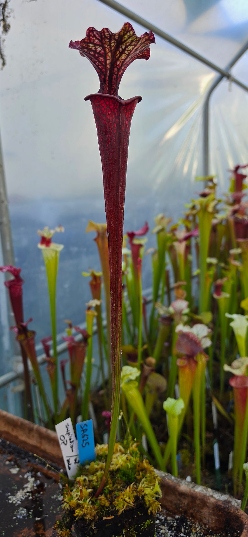 Thumbnail: SA625 : Sarracenia x Inspiration OP