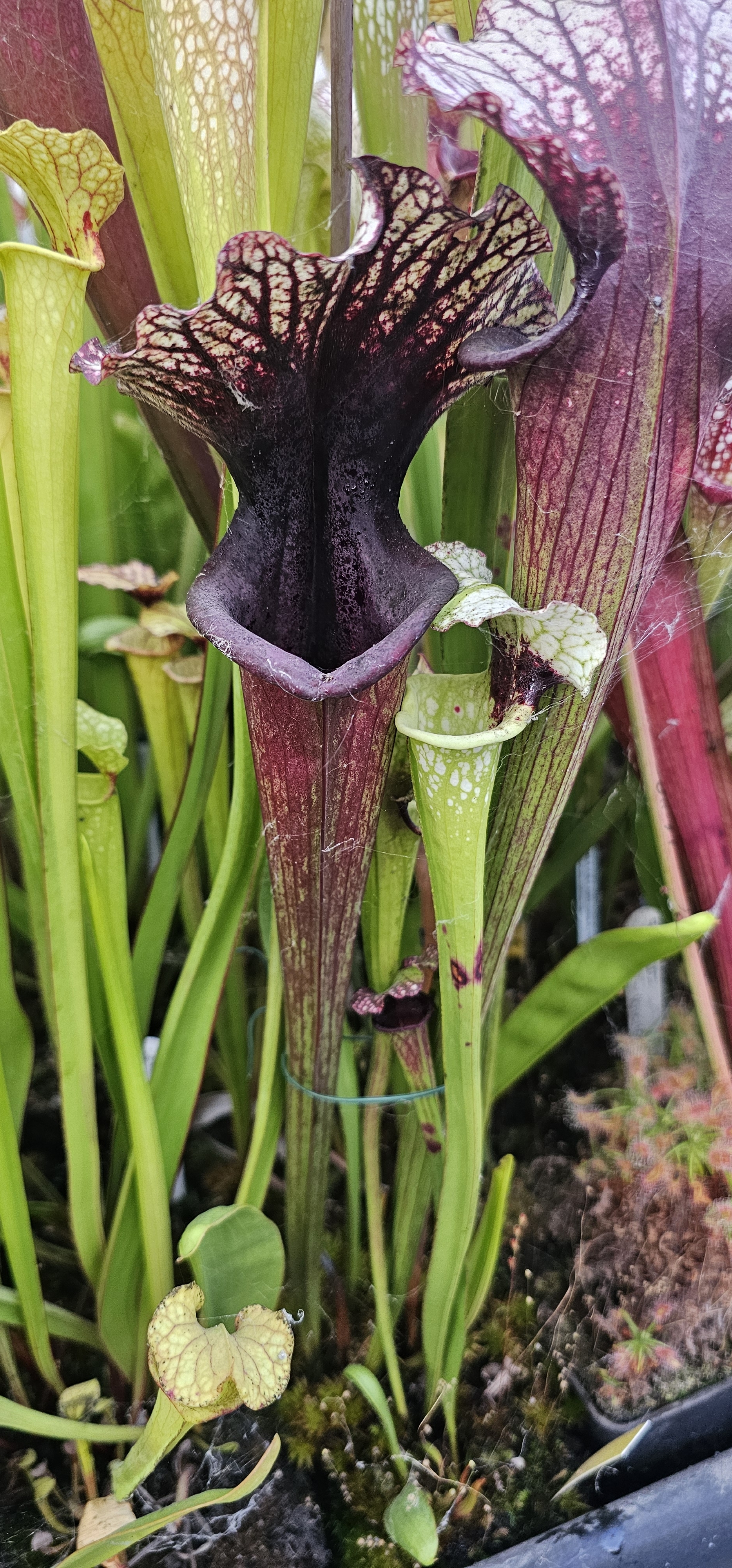 Sarracenia Moorei Wilkerson's White Knight X 'Inspiration' ; (OBH175)