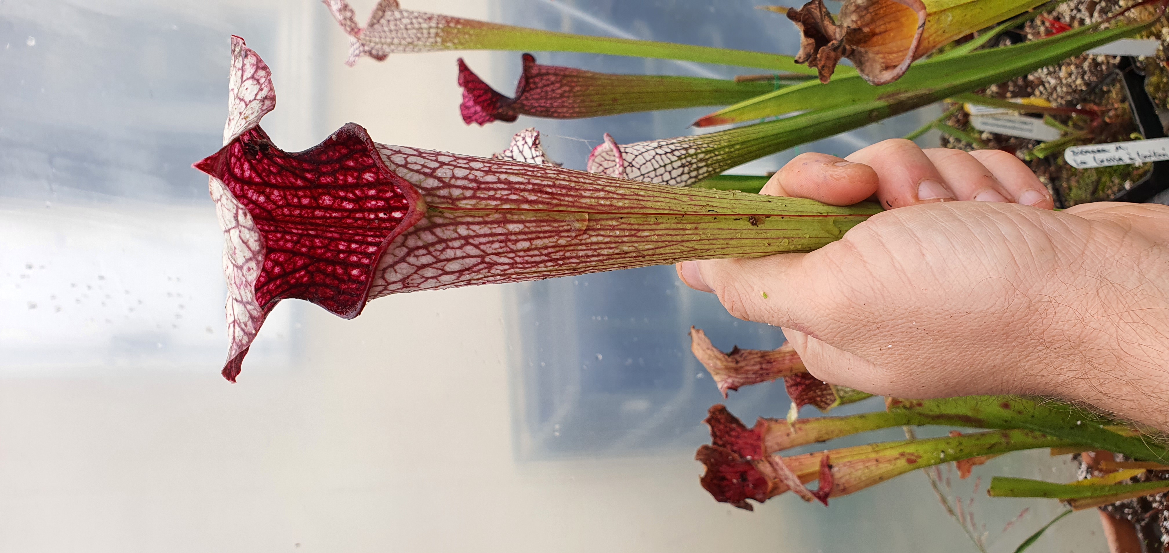 Sarracenia Areolata Giant SX102 CA x Moorei Pinkish top H87 MK ; (OBH71)