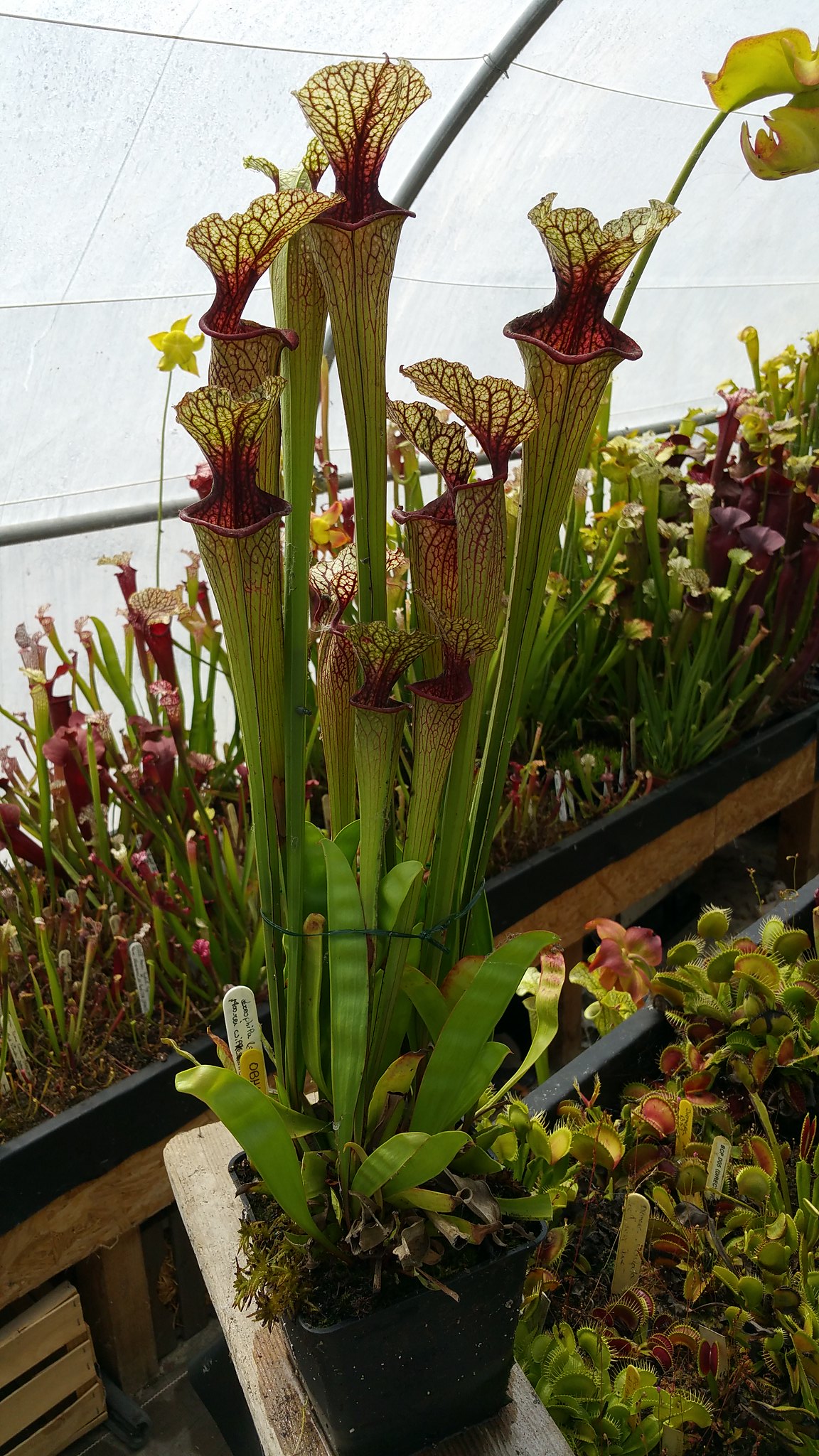 Sarracenia OBH4 : Oreophila O5 MK x Moorei Wilkerson's White