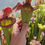 Miniaturbild: Sarracenia SA526 : 'Reptilian Rose' X Moorei 'Adrian Slack'