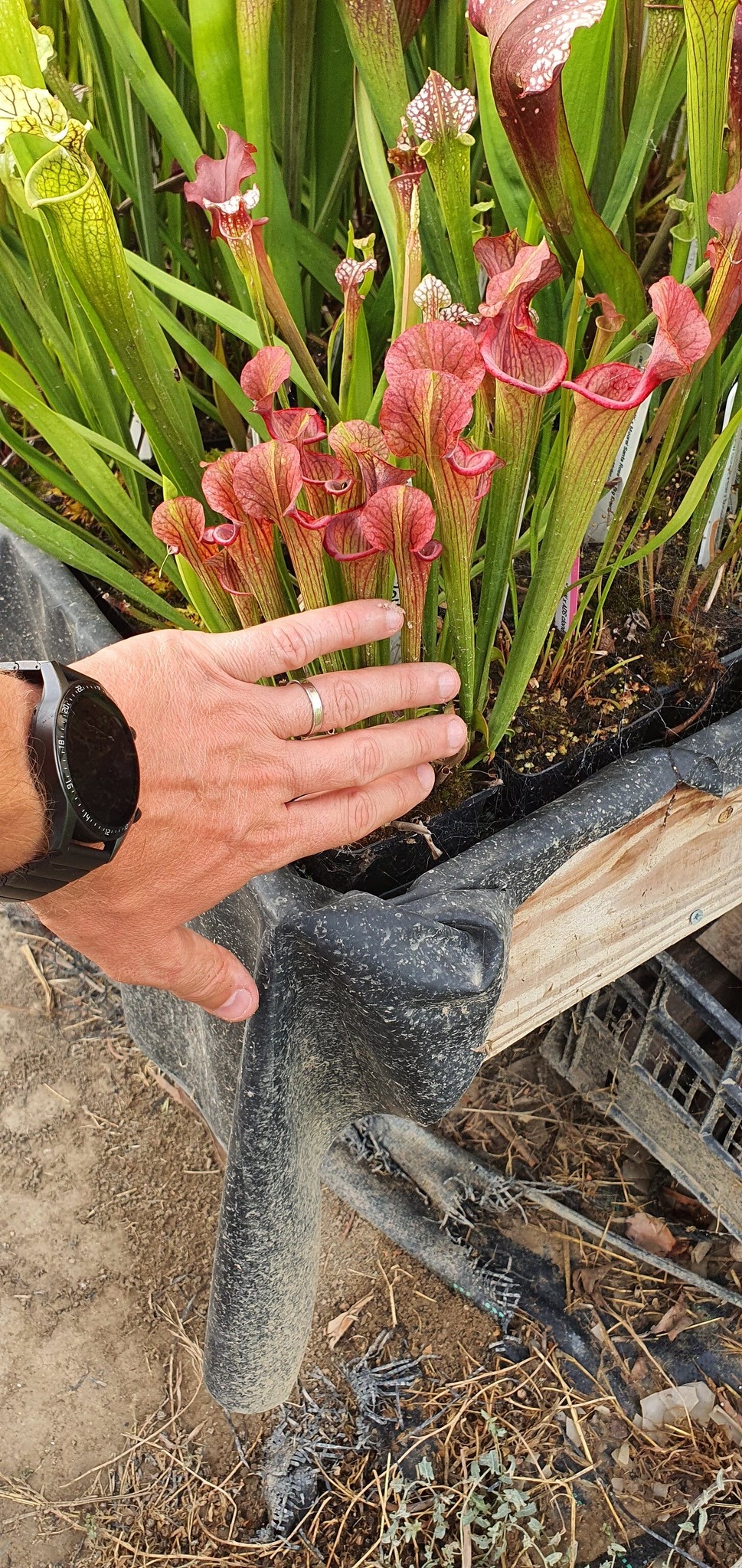 Sarracenia x Willow (OBH110)