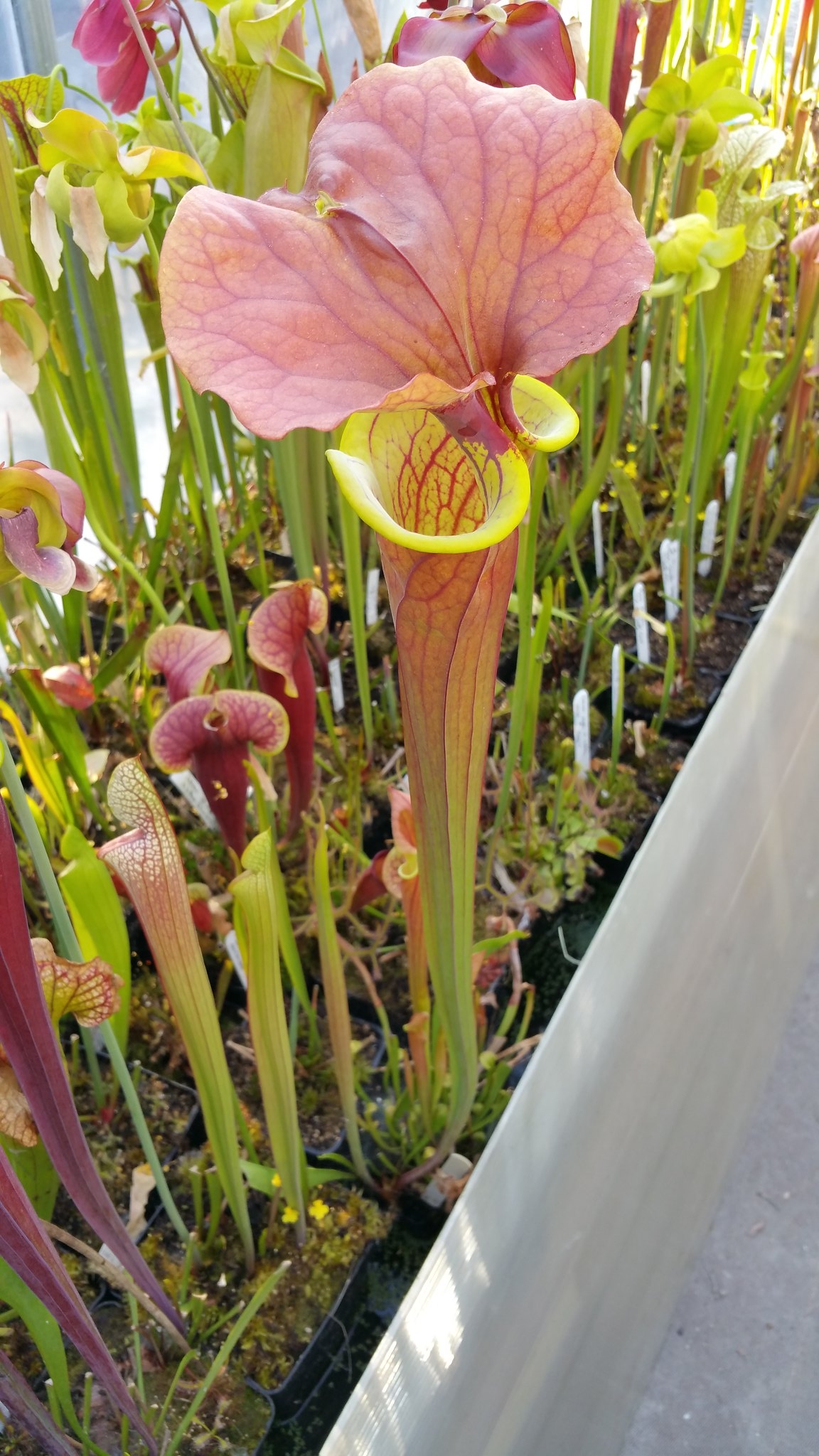 Sarracenia Flava Rugelii Giant F18 MK X Flava Kimber red ruffle ; (OBF2)