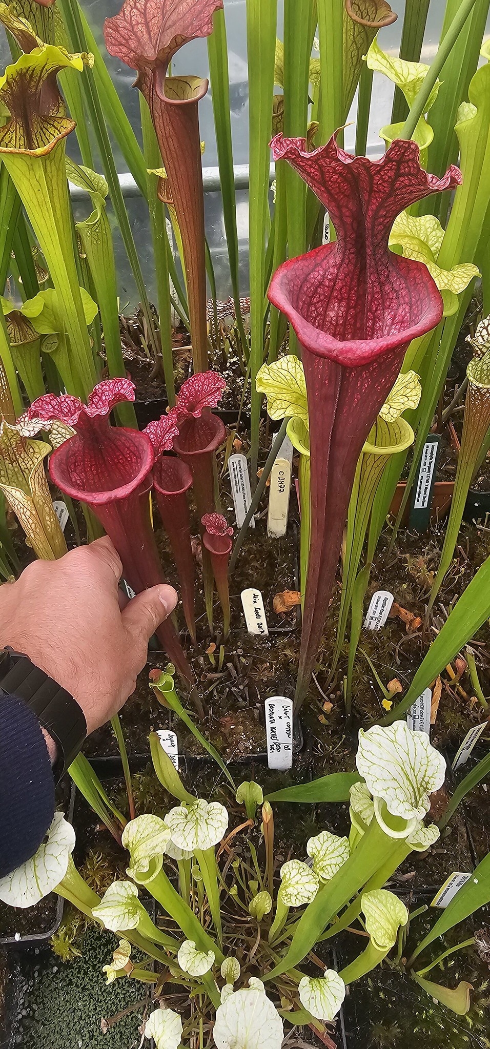 Sarracenia x "Magenta" (OBH146)
