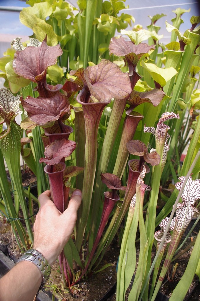 Sarracenia Flava Cuprea Intense