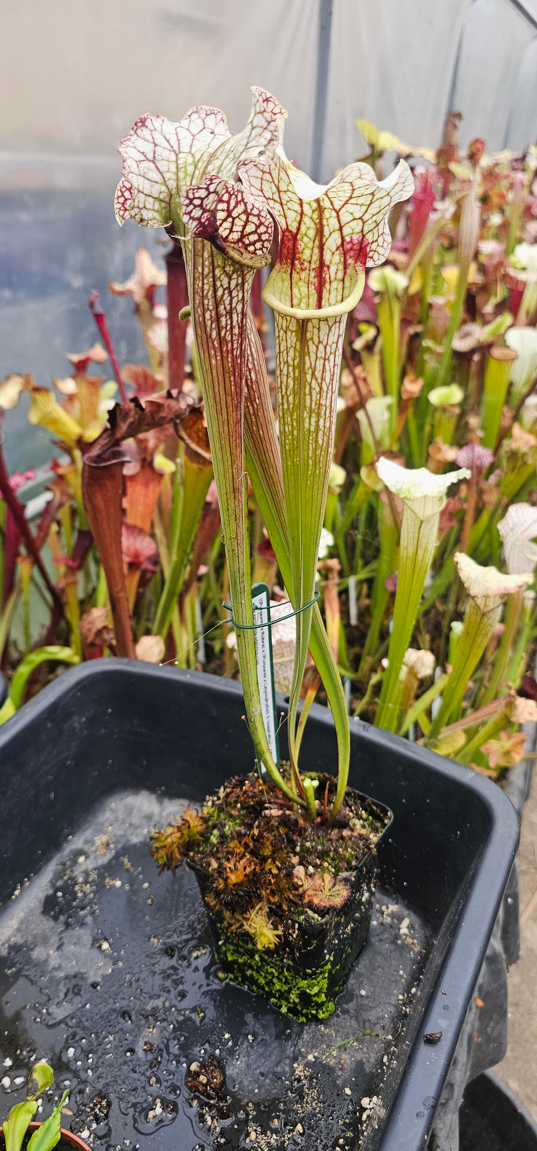 OBH78 : ((Purpurea x Rubra) x (Purpurea x Leucophylla)) X 'Inspiration'