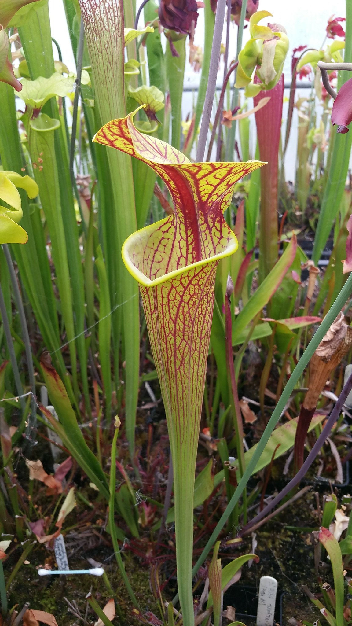Sarracenia x Hugh Jampton