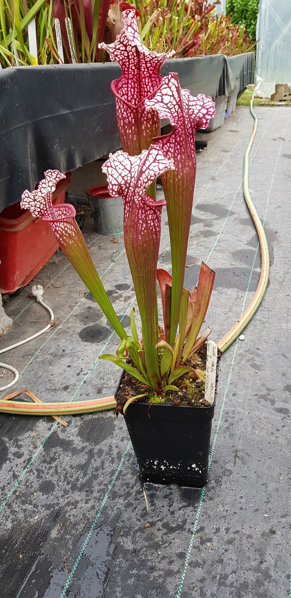 OBH40 : Judith Hindle x Leucophylla large pink lip L18 MK