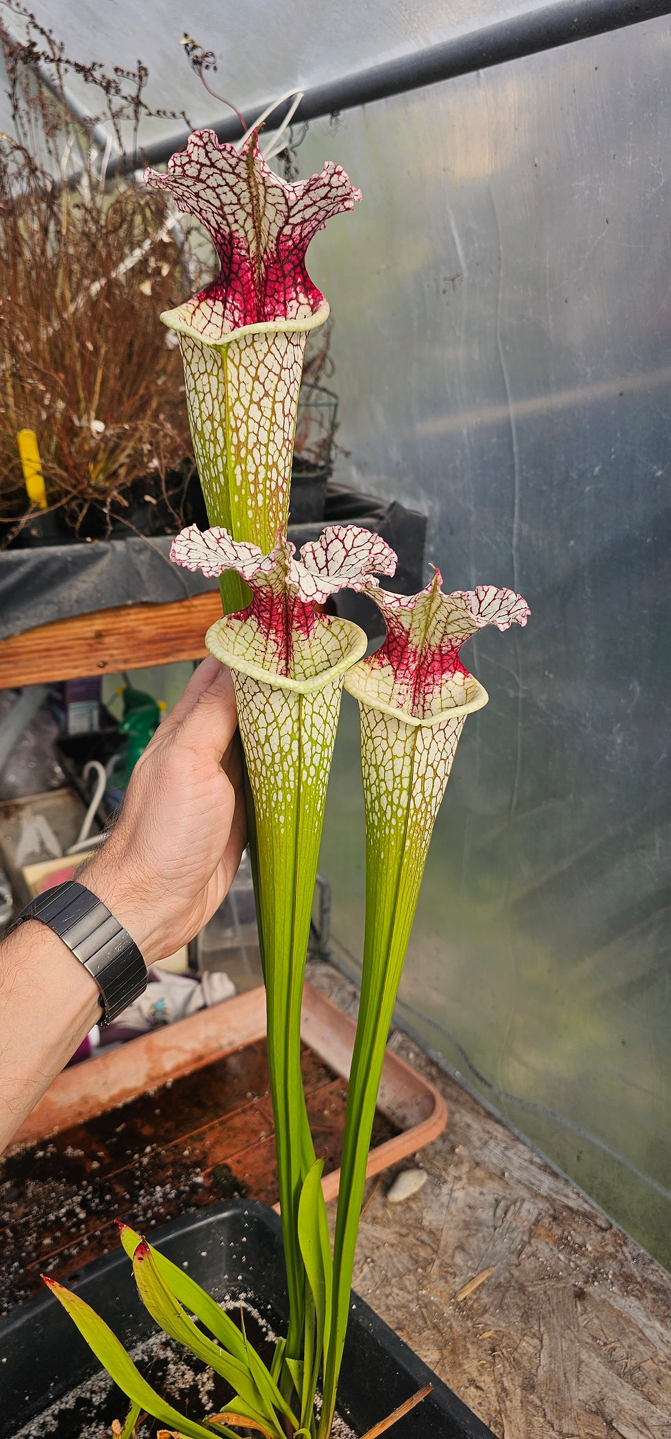 Thumbnail: Moorei Conecuh X 'Giant Cotton' ; (OBH167)