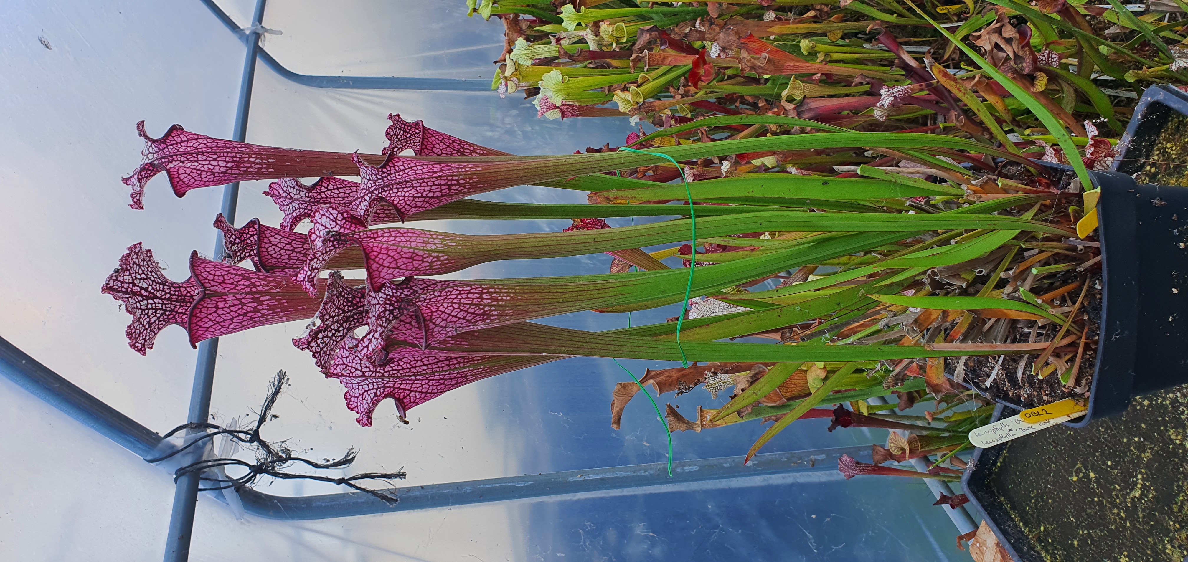 Sarracenia Leucophylla Burgundy x Leucophylla Dark pink tube (OBL2)