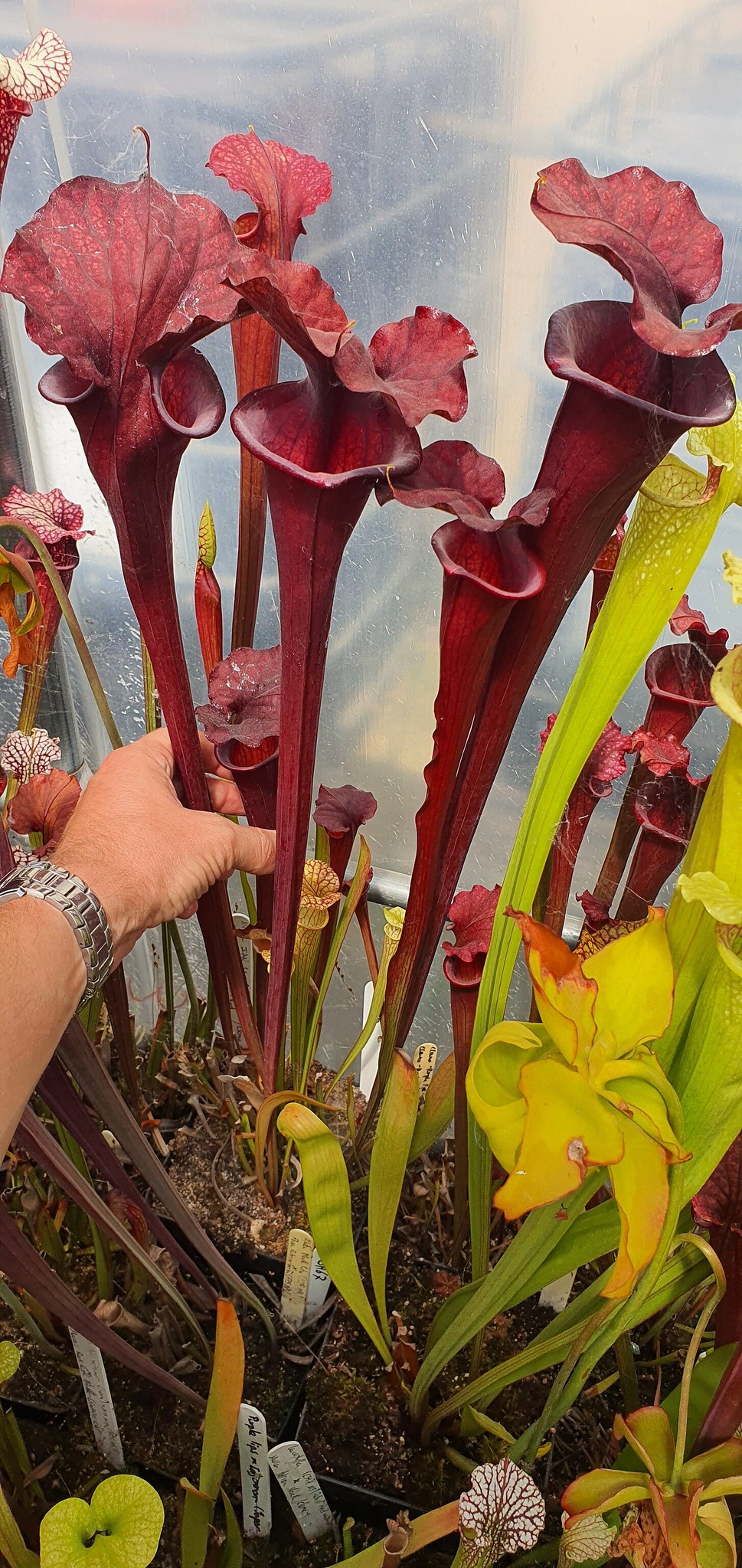 Moorei Ian Salter H135 MK x Flava atropurpurea all red, (OBH77)
