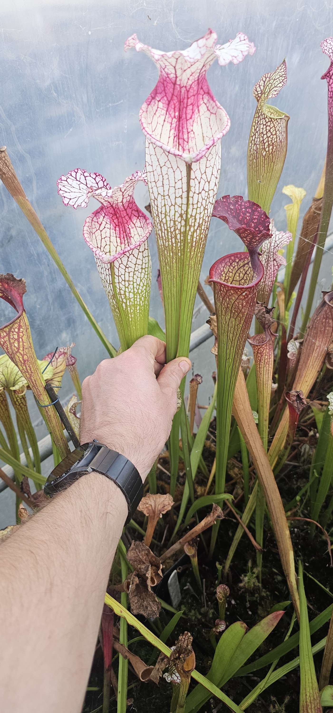 Sarracenia Leucophylla L18 MK X Flava ornata F88 MK ; (OBH135)
