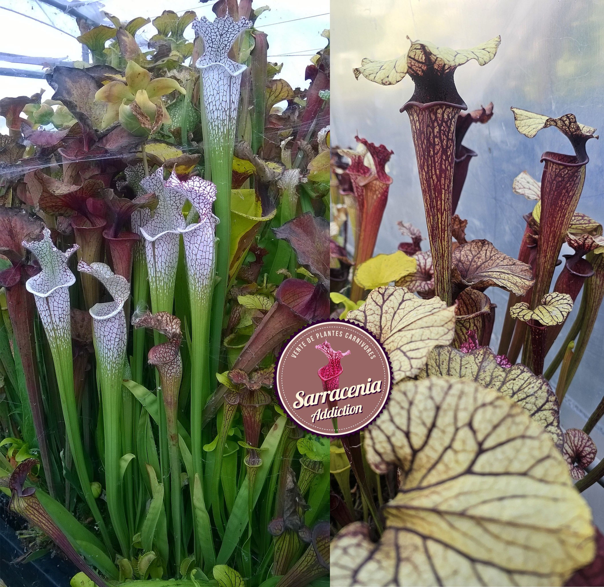 115) Sarracenia seeds 2025-2026 / carnivorous plants rare