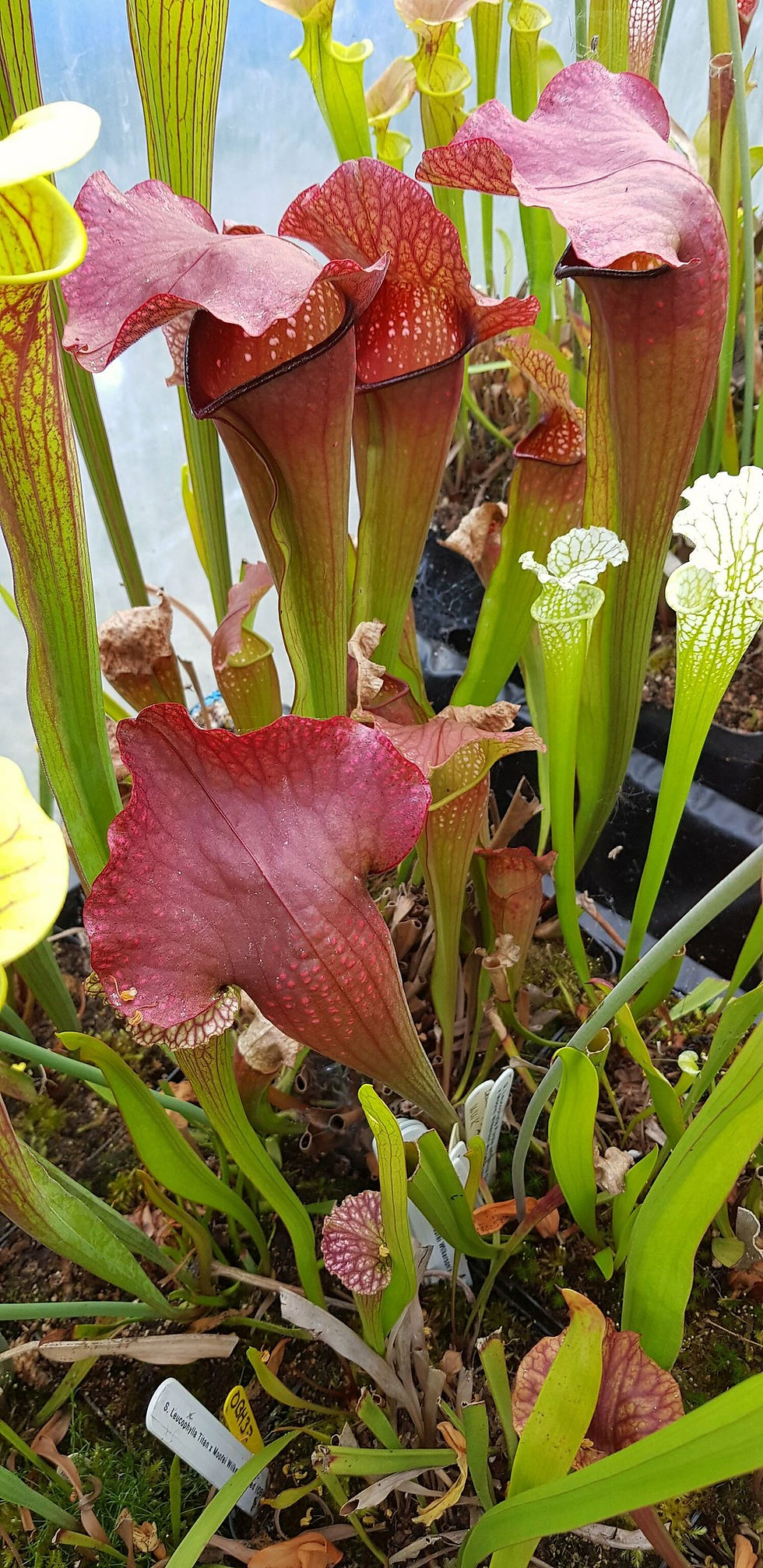 Thumbnail: Sarracenia x 'Rudolf II'