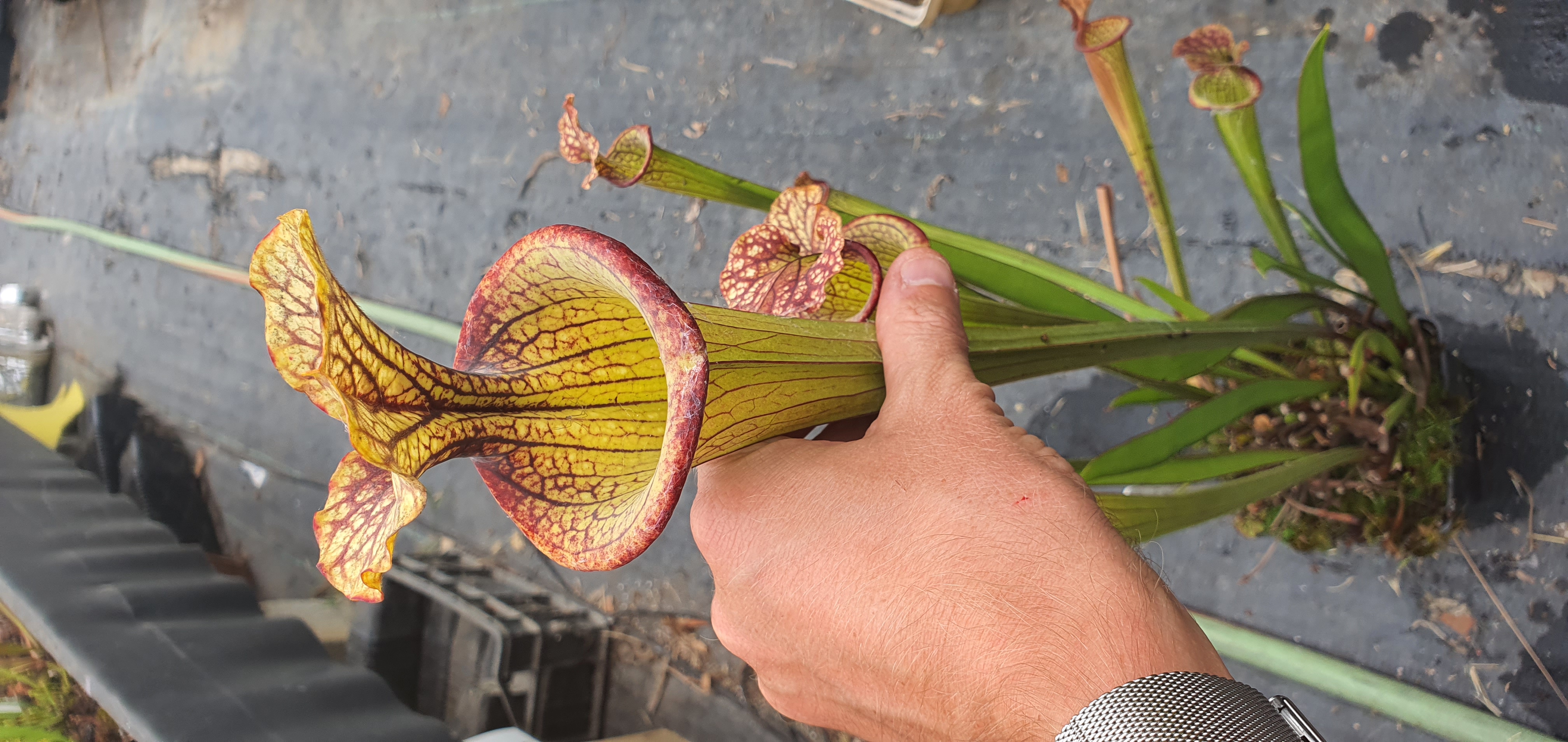 Leucophylla green and white giant x Flava Atropurpurea Blackwater, (OBH79)