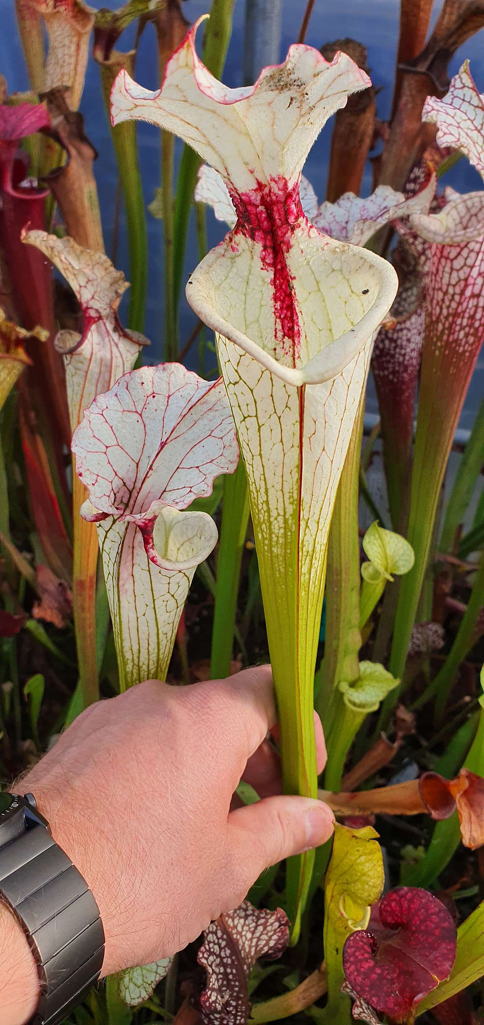Thumbnail: Sarracenia Glace Fuschia (OBH115)