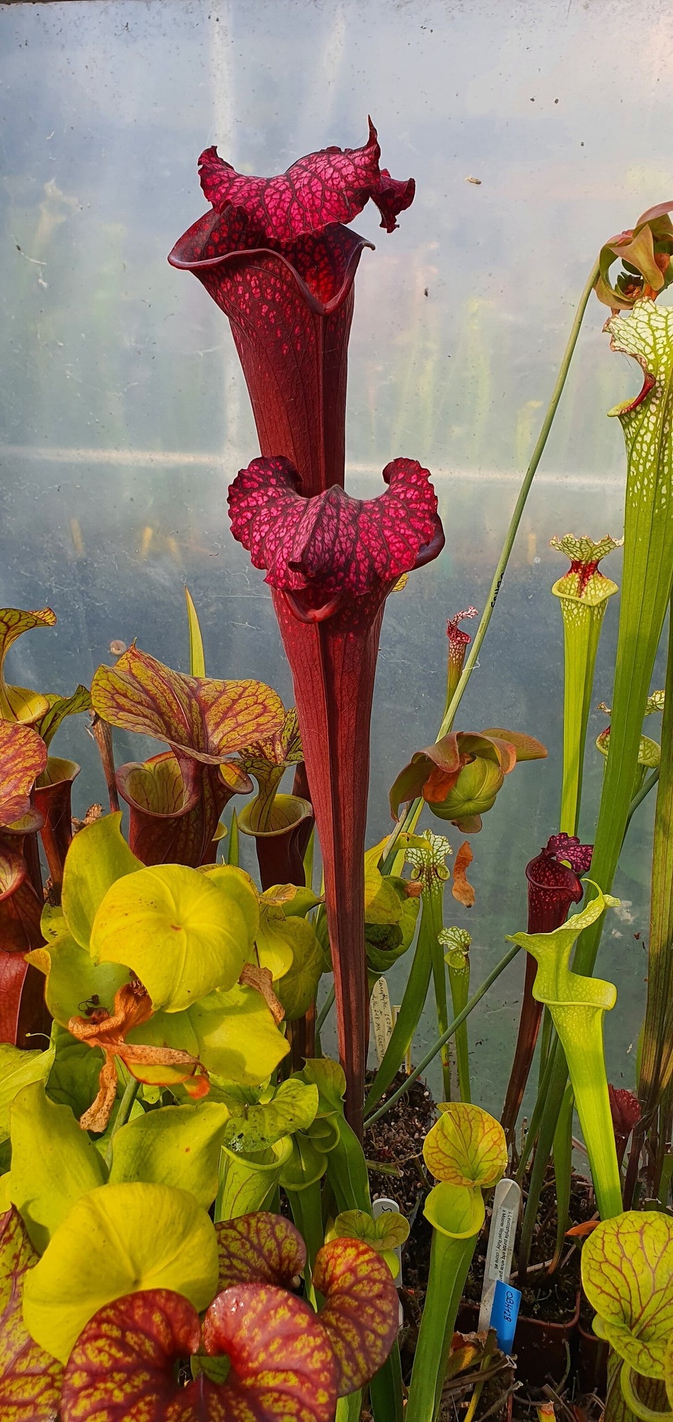 Sarracenia x Impérial Ruby (OBH128)