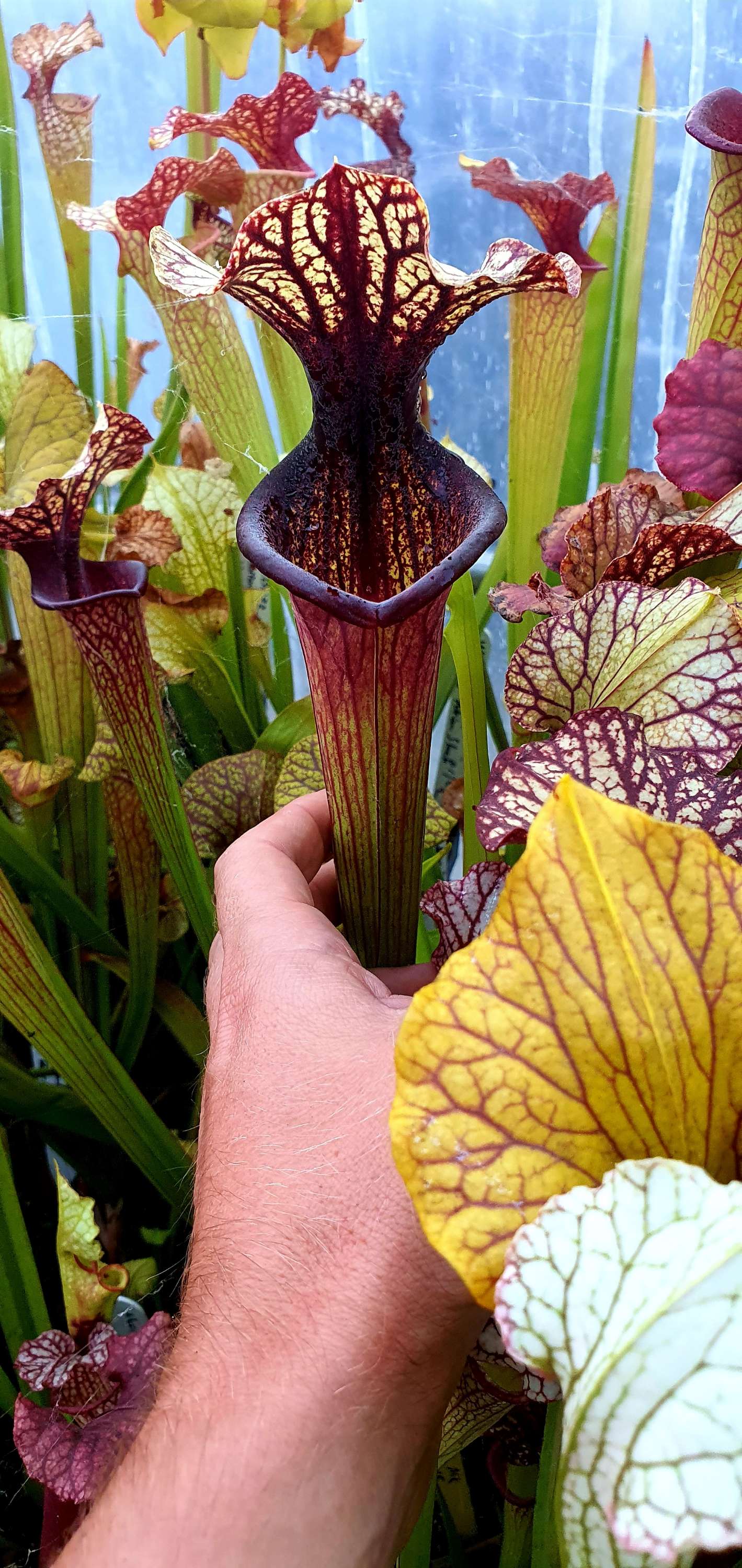 Sarracenia x "Mont Ventoux" (OBH69)