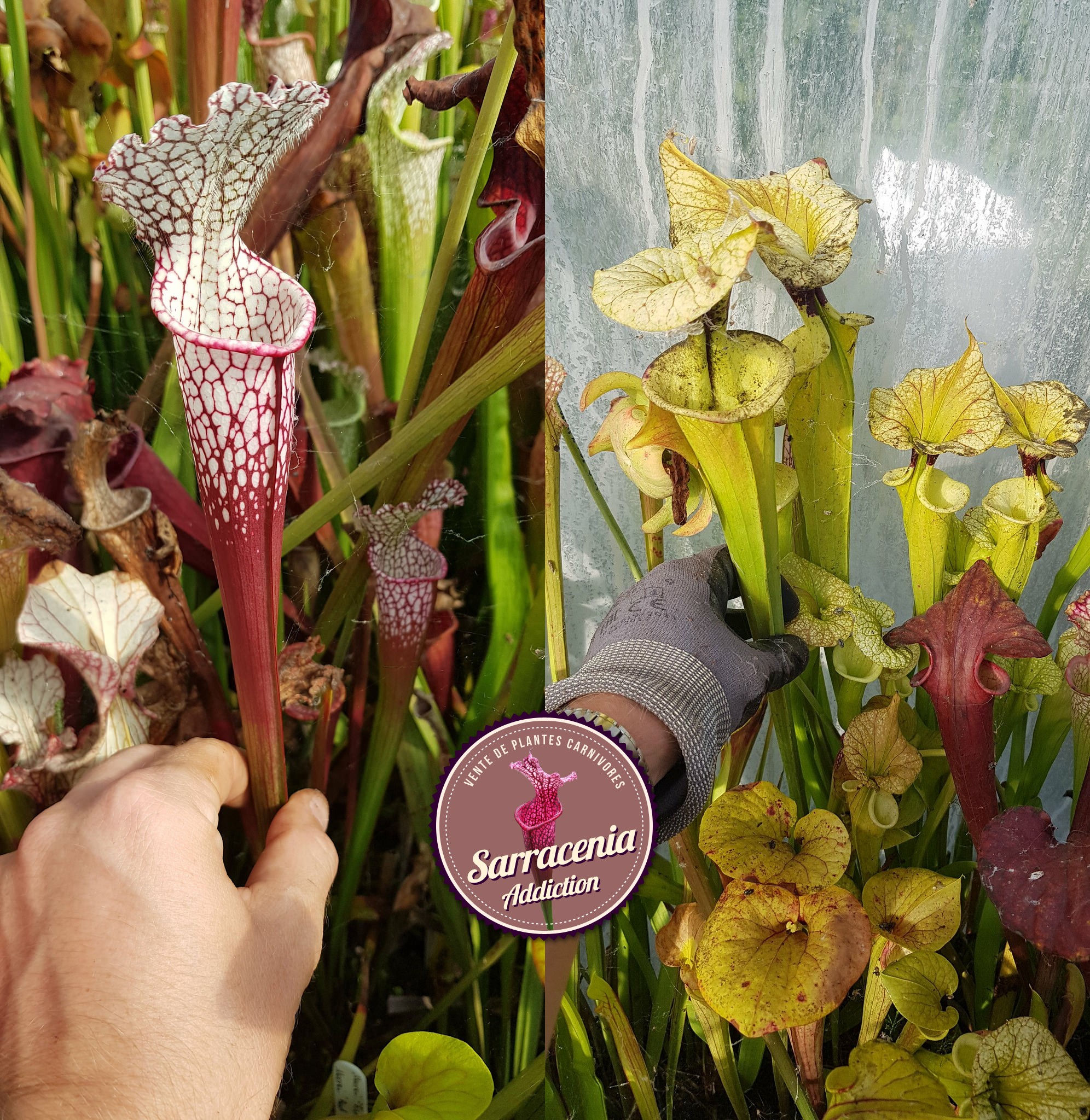 16) Sarracenia seeds 2024-2025 / carnivorous plants rare