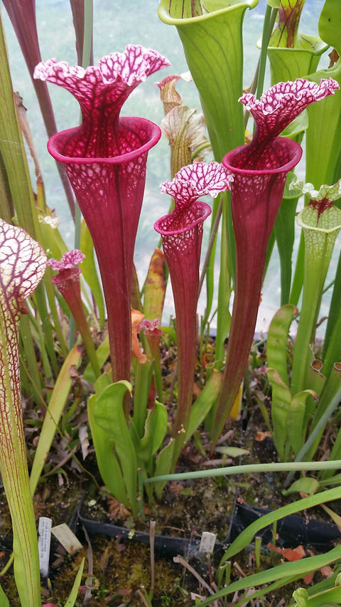 Sarracenia Moorei Wilkerson's white knight x Wilkerson's red
