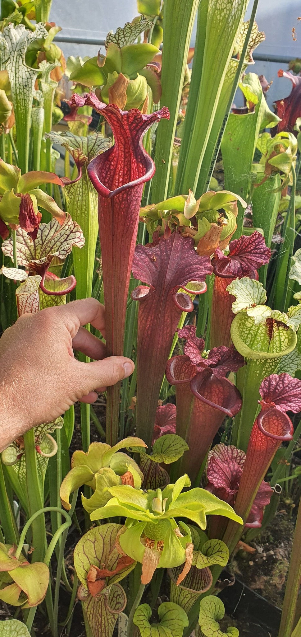Miniaturbild: Sarracenia x Moorei OBH57 (Flava Atrop. X Leuco Alba L09 MK)