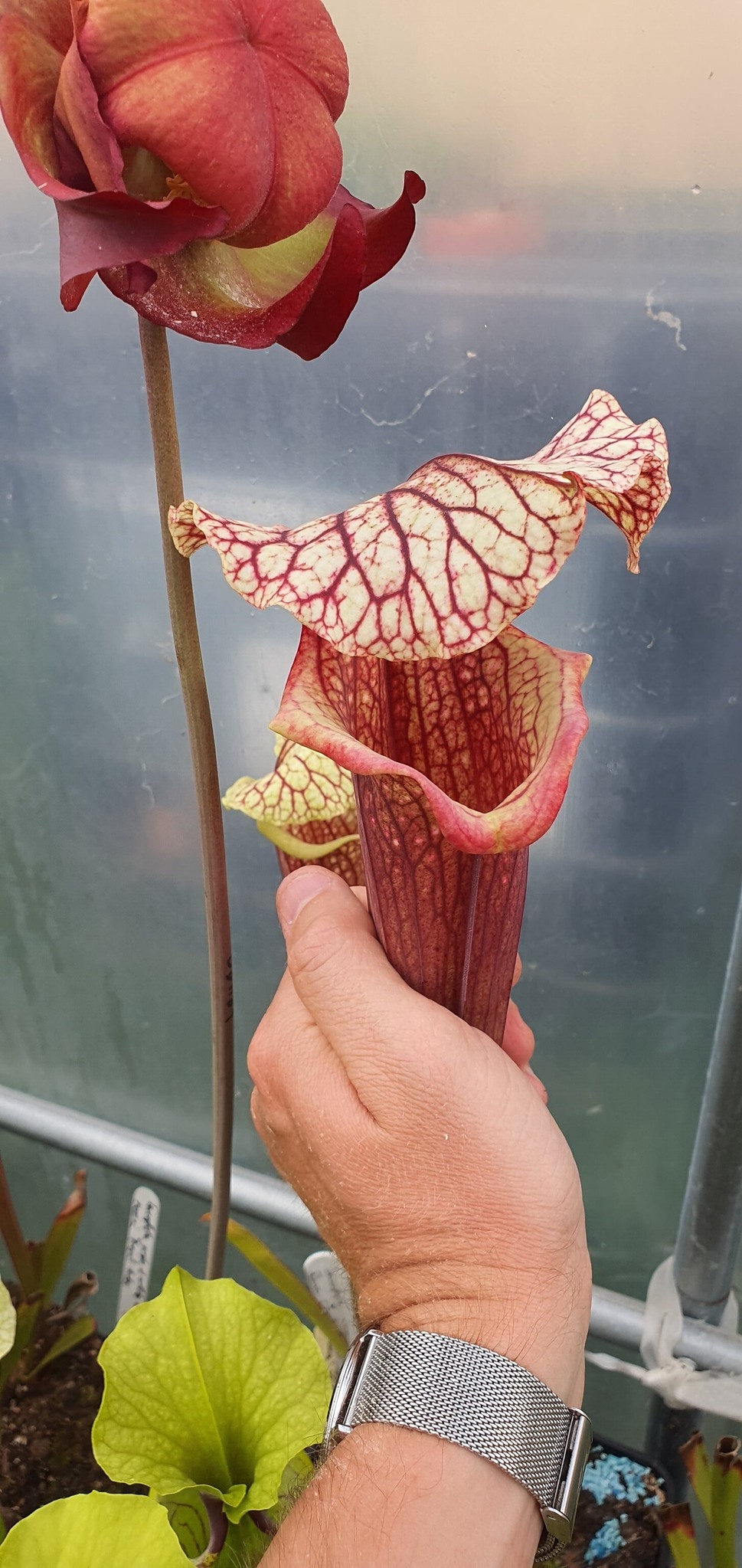 Sarracenia Leucophylla L2 PW x Flava Ornata dipping lid F87 MK, (OBH75)