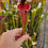 Thumbnail: Sarracenia SA550 : Moorei Wilkerson's White Knight X Flava Atrop F28o MS