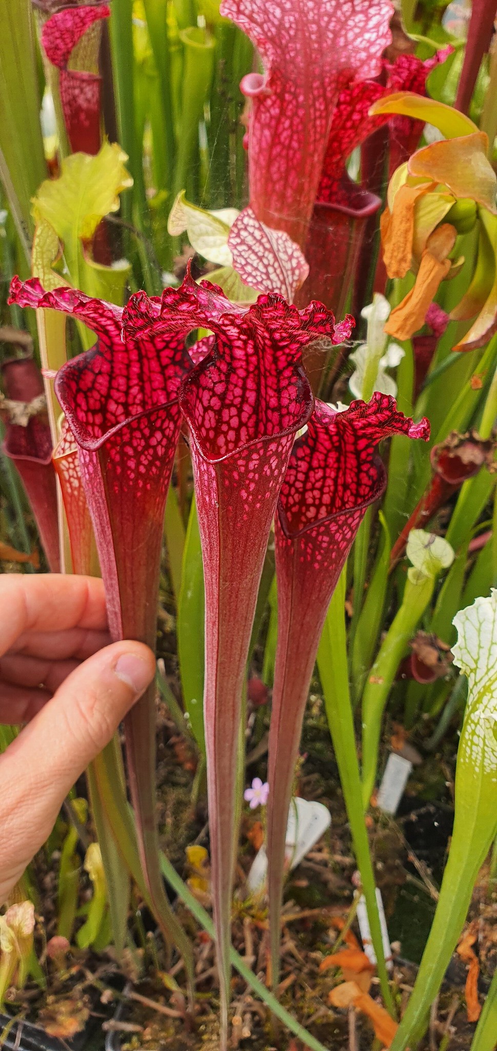 Leucophylla Bonbon F2 (OBL4)