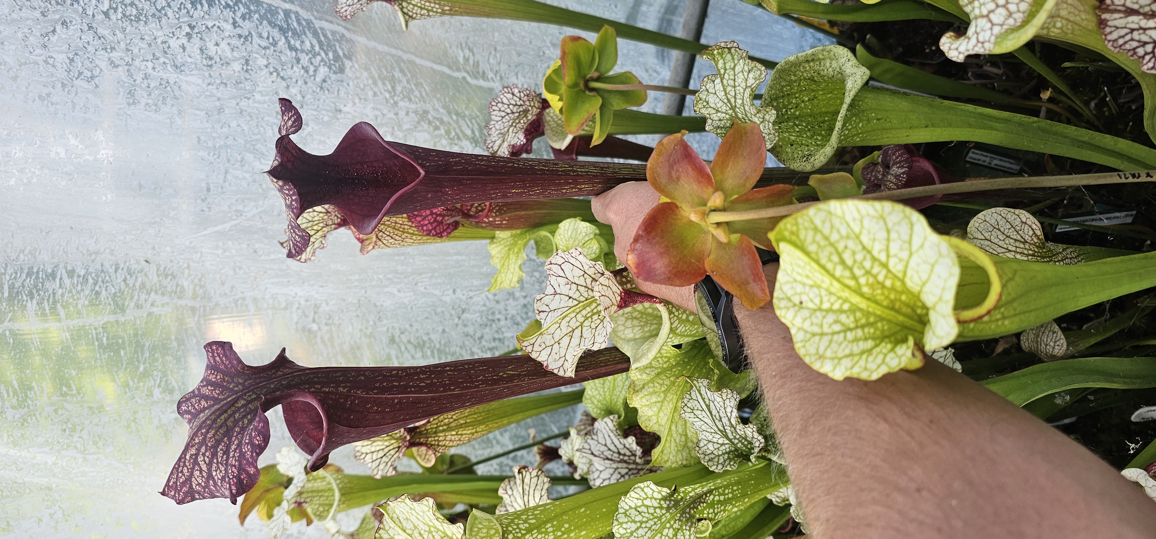 Sarracenia Moorei Brooks Hybrid X Moorei Royal Ruby ; (OBH174)