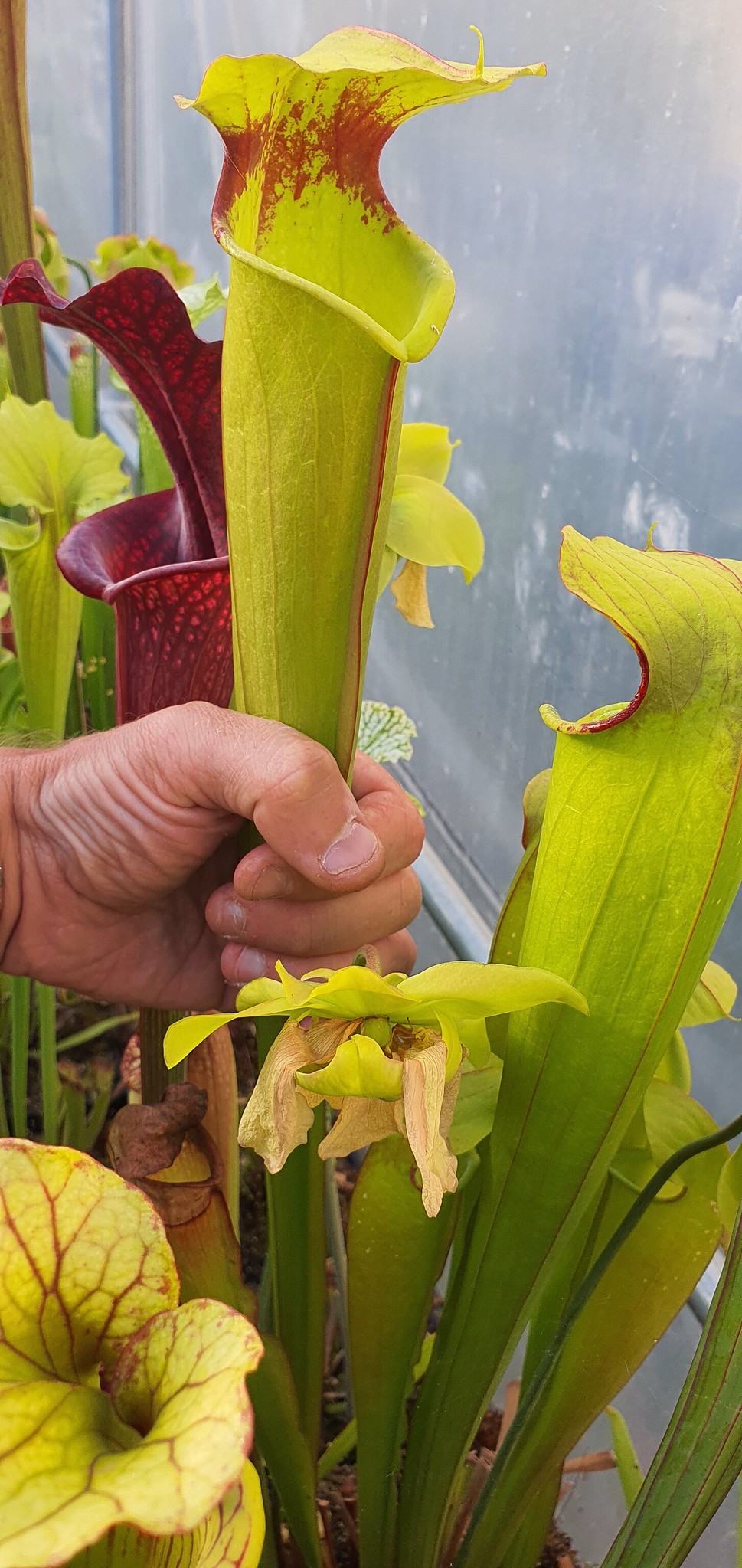 Sarracenia Moorei Leah Wilkerson x Minor Okee Giant (OBH54)