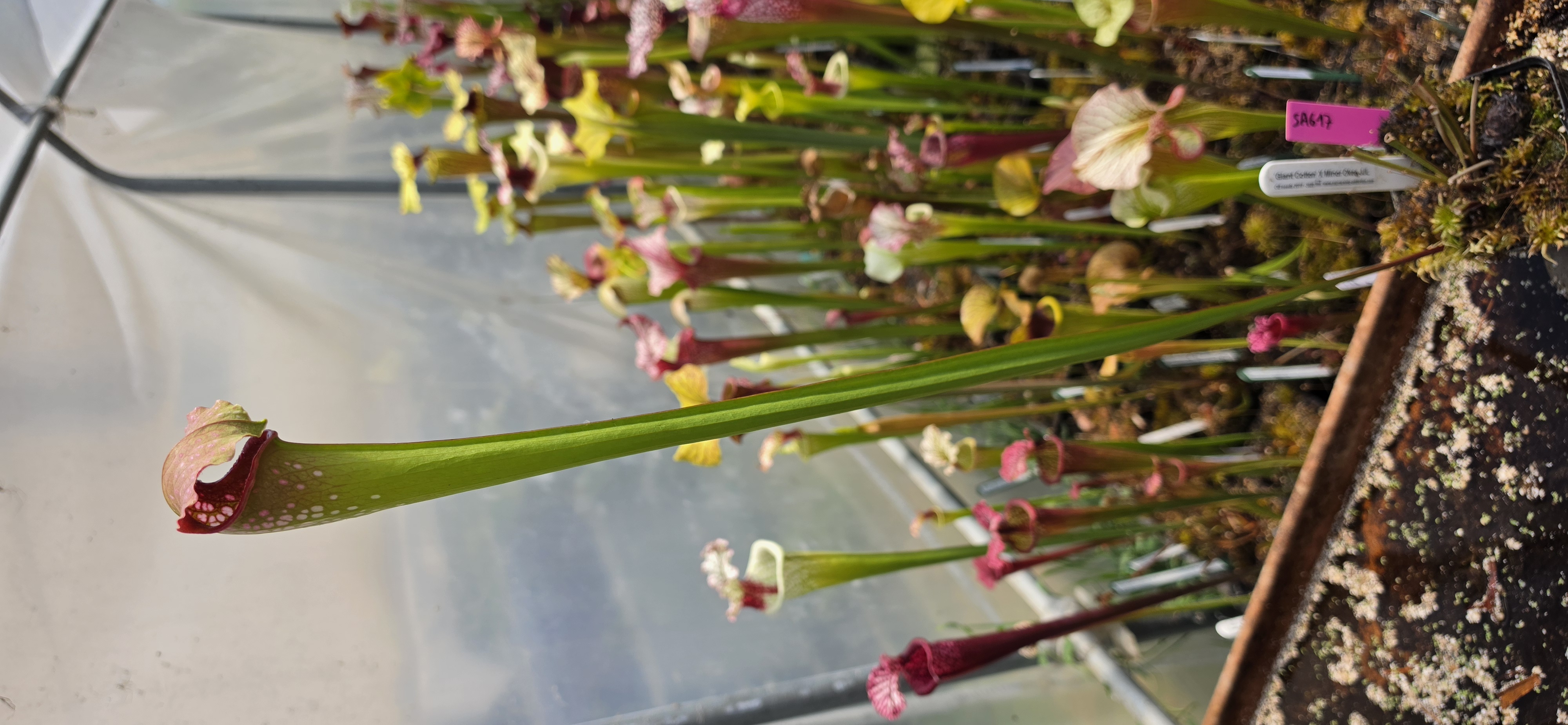 SA617 : 'Giant Cotton' X Minor Okee giant JJL