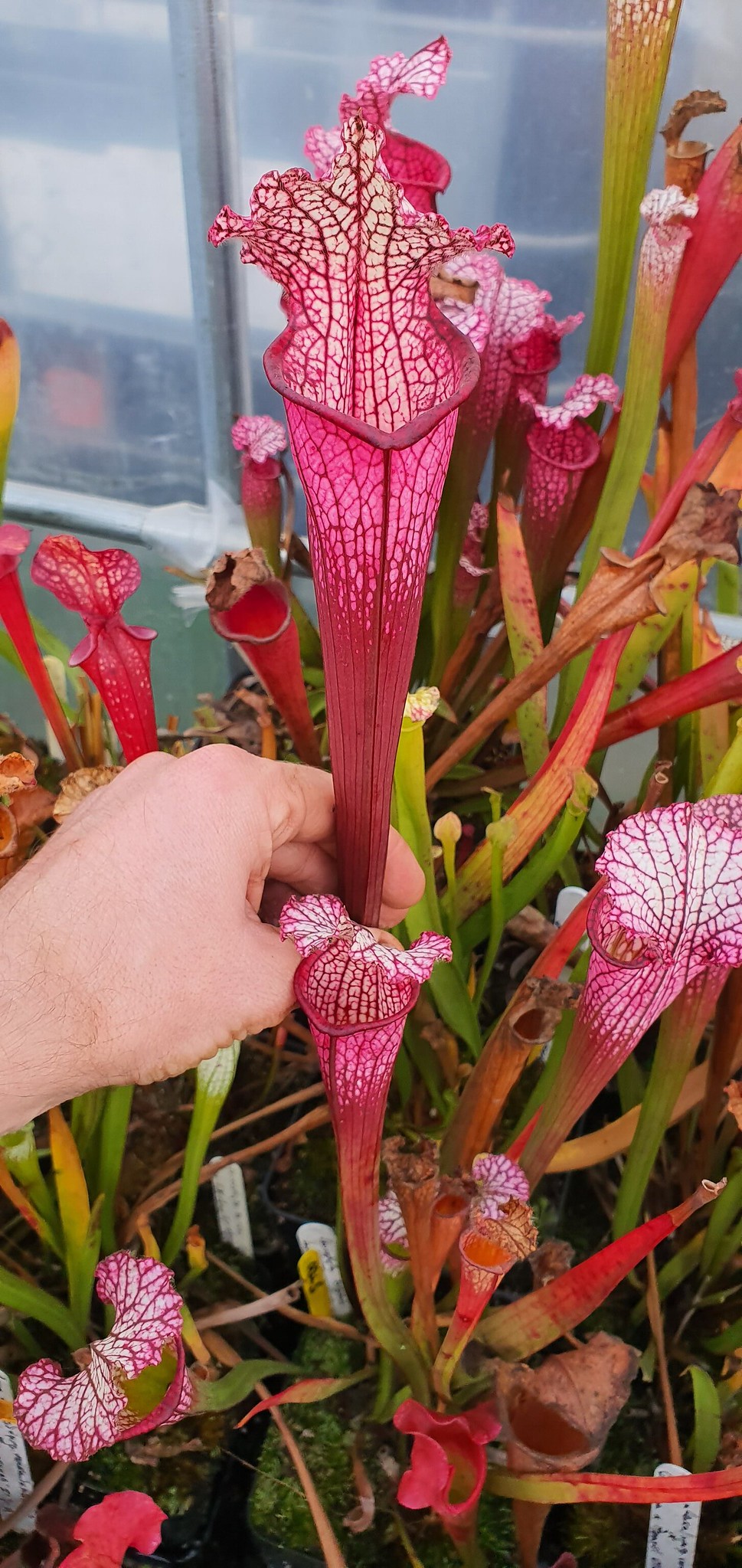 Sarracenia OBL5 : Leucophylla Burgundy L57 MK x Leucophylla Dark pink tube
