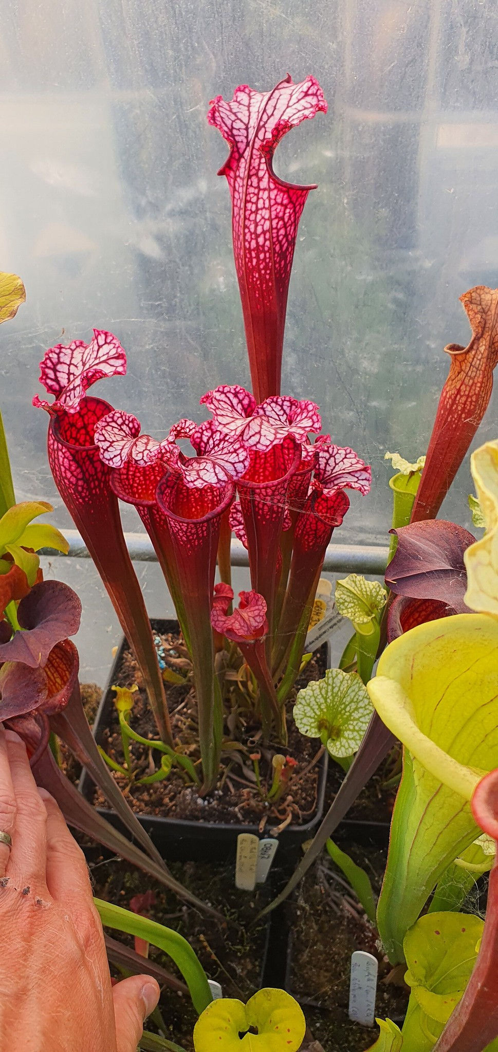 Thumbnail: Sarracenia Judith Hindle x Leucophylla large pink lip, (OBH39)