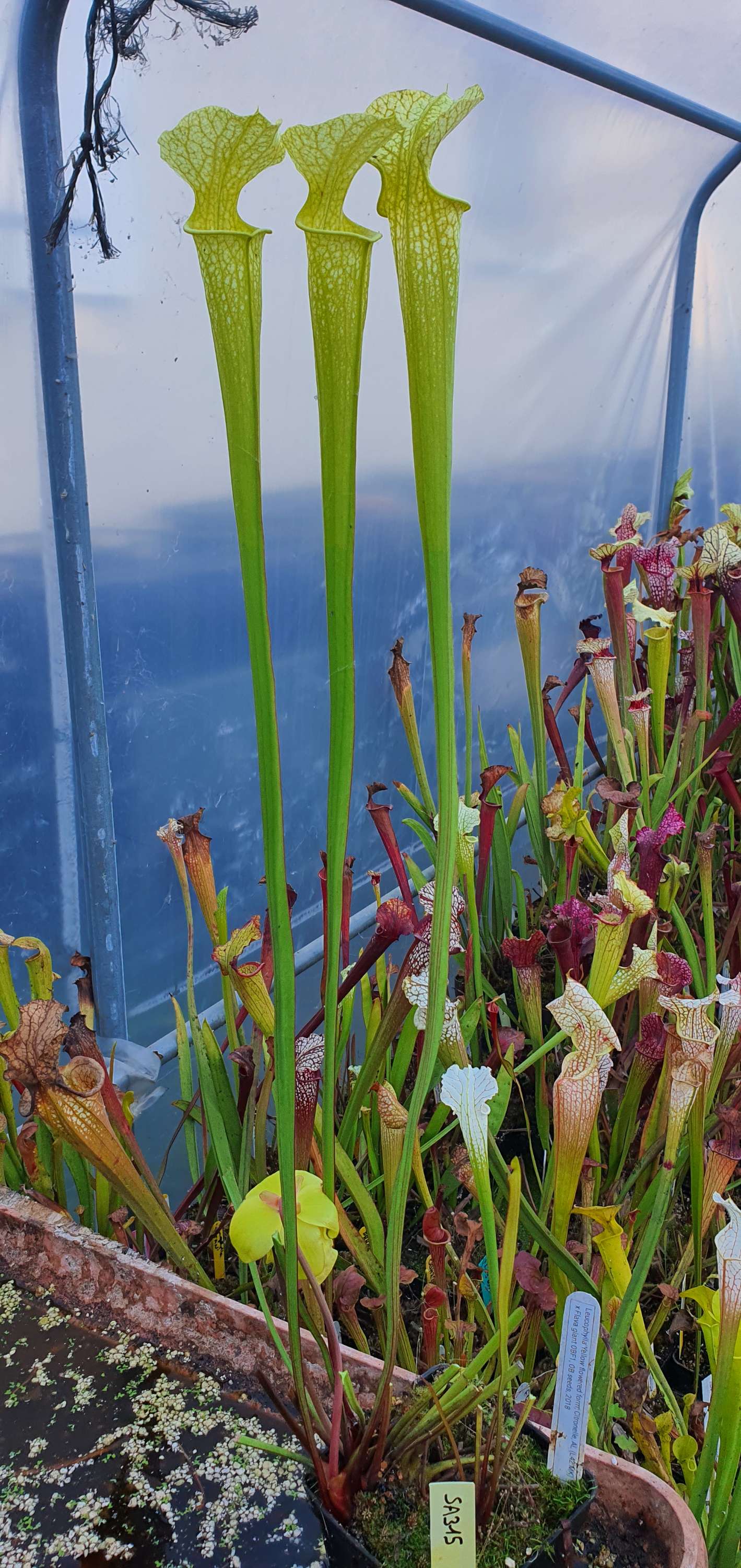 Sarracenia SA315 : Leucophylla Yellow flower L42 MK x Flava giant OBF1