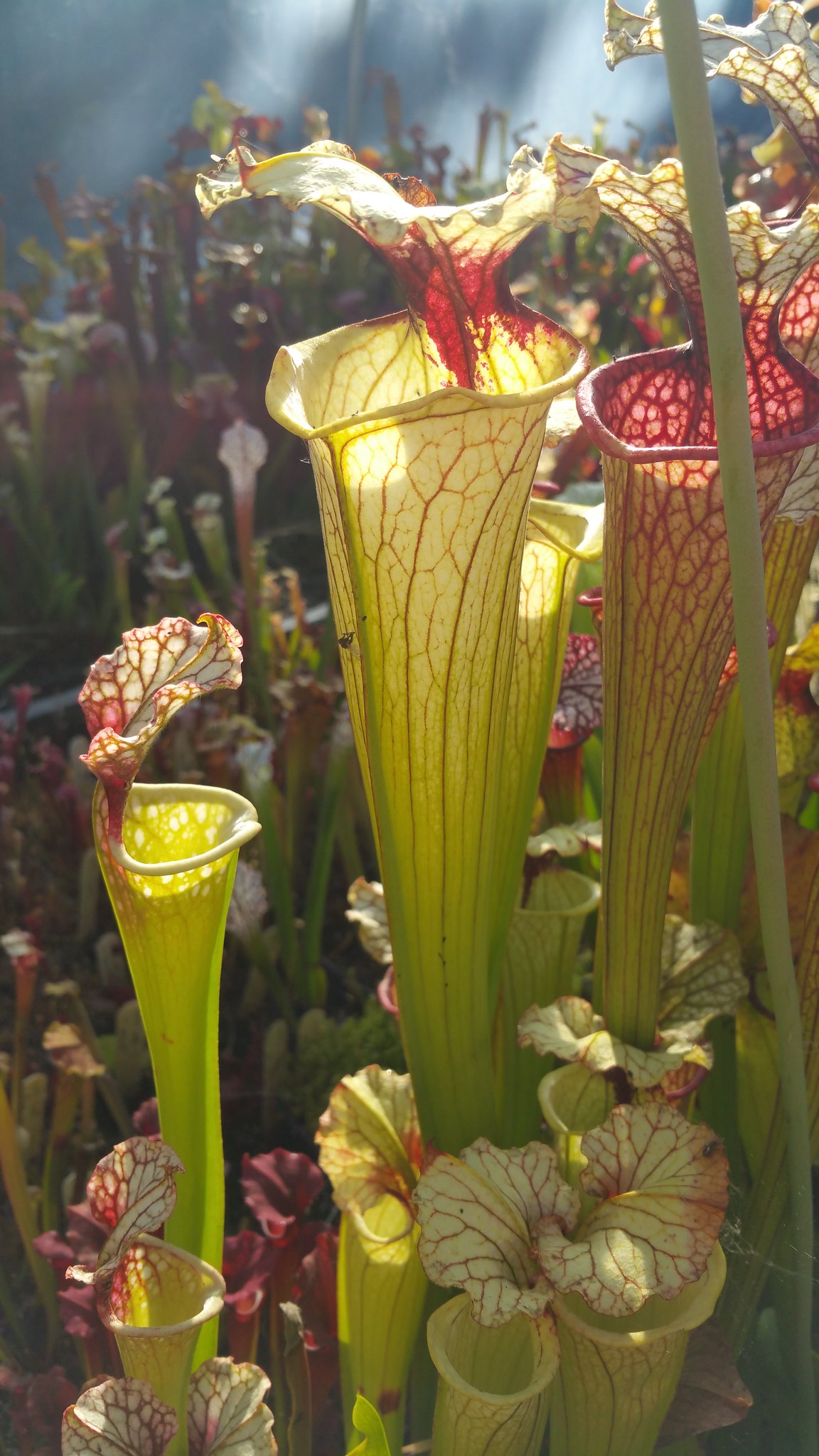 Sarracenia x Moorei Red very large Norman Parker x Leah Wilkerson (OBH26)