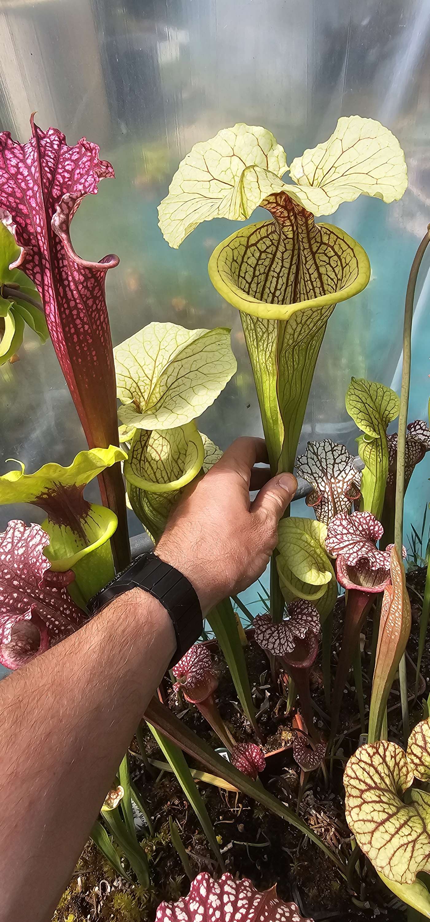 Sarracenia x "Golden veins" (OBH88)