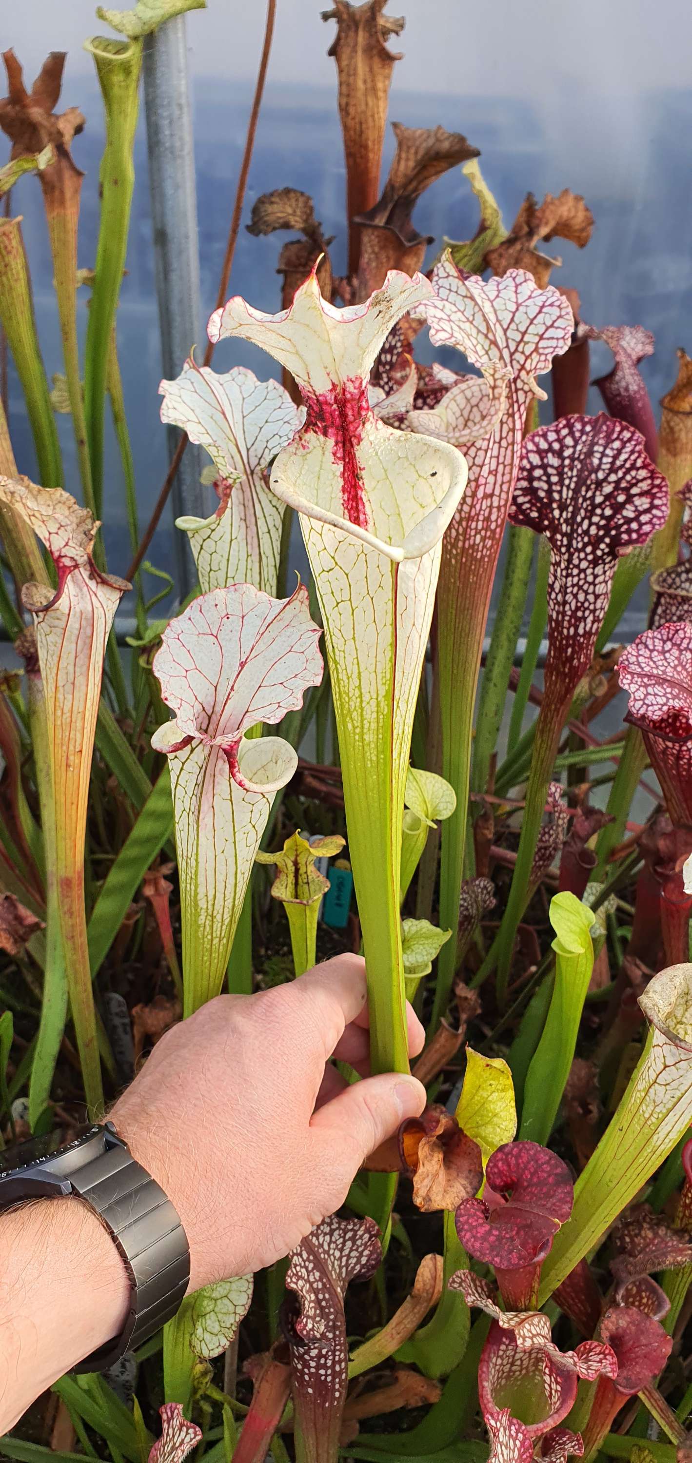 Sarracenia Glace Fuschia (OBH115)