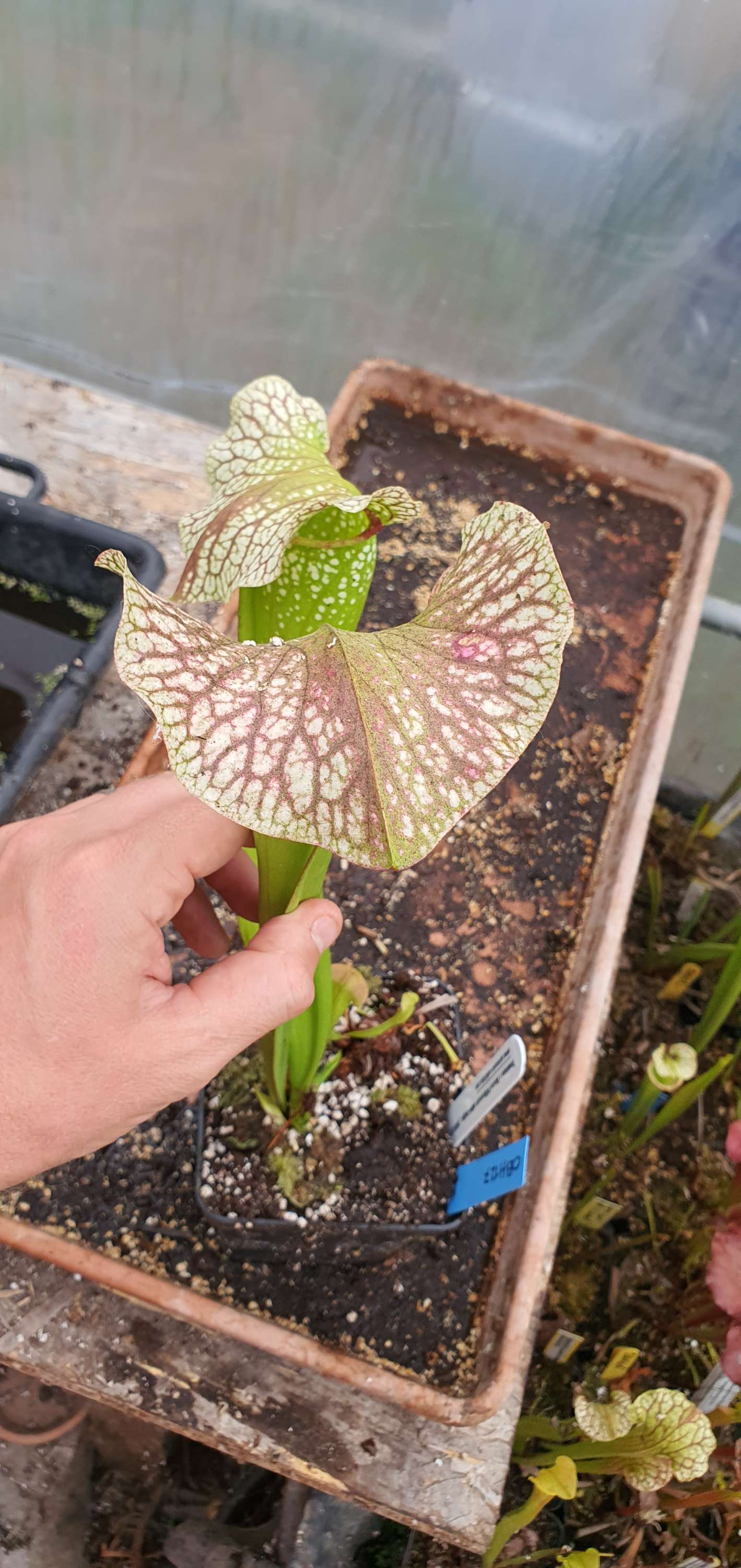 Swaniana x Moorei Wilkerson's white knight, (OBH127)
