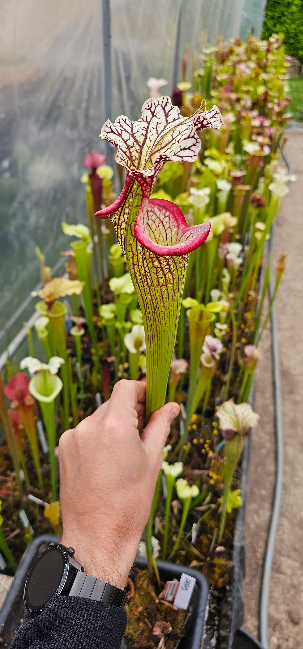 Thumbnail: Sarracenia SA513 : 'Giant Cotton' X Moorei 'Adrian Slack'