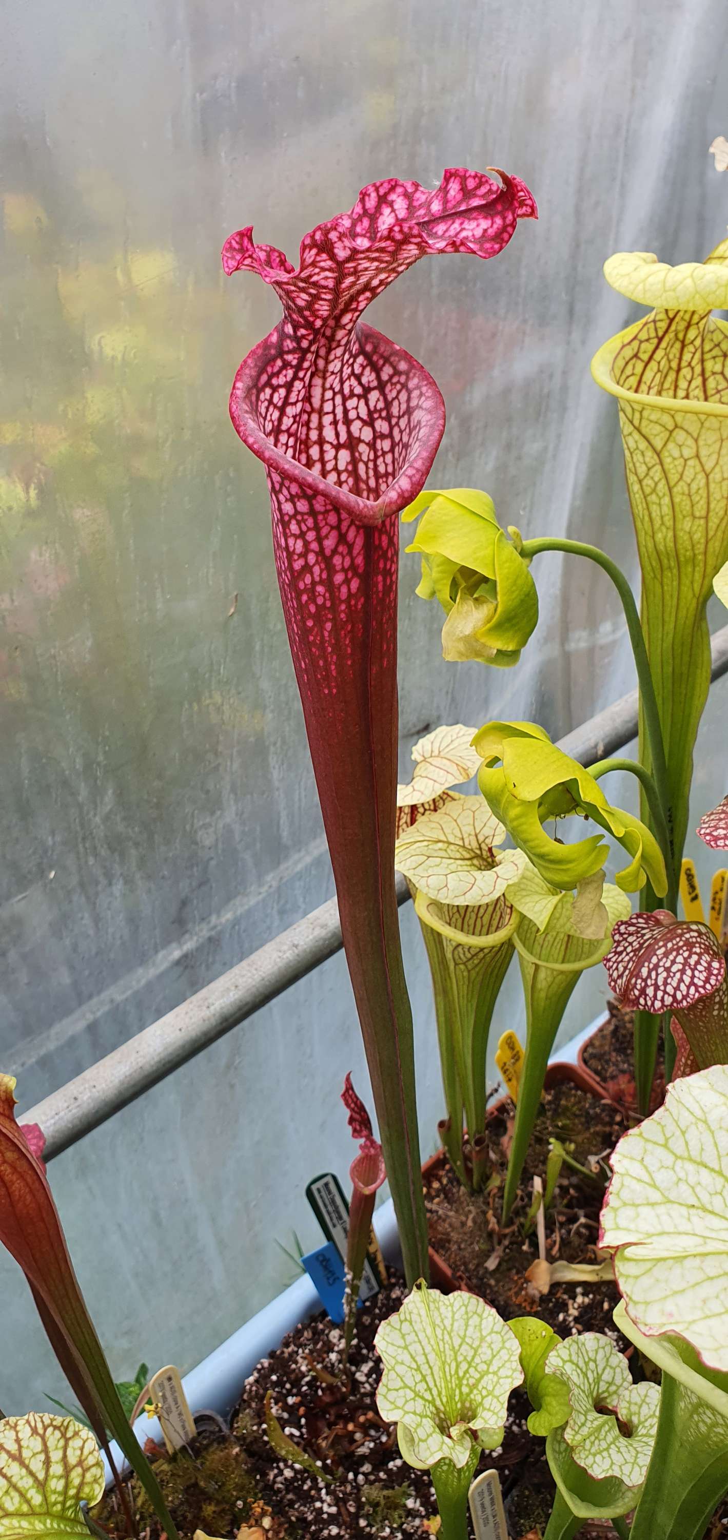 OBH125 : Moorei Doppelganger X Leucophylla green & white giant