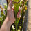 Miniaturbild: Sarracenia SA530 : 'Giant Cotton' X Moorei 'Adrian Slack'
