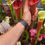 Miniature : Sarracenia x "Vermilion Tower", (OBH158)