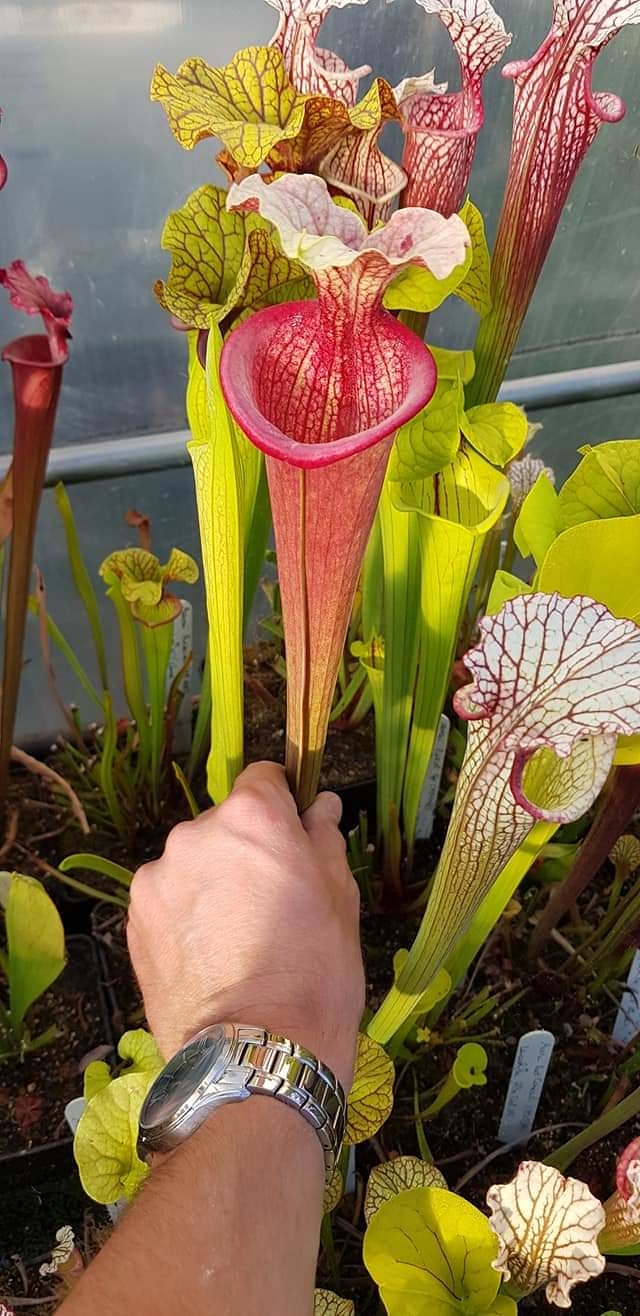 Leucophylla pink lip Apalachicola x Flava Manky, (OBH61)