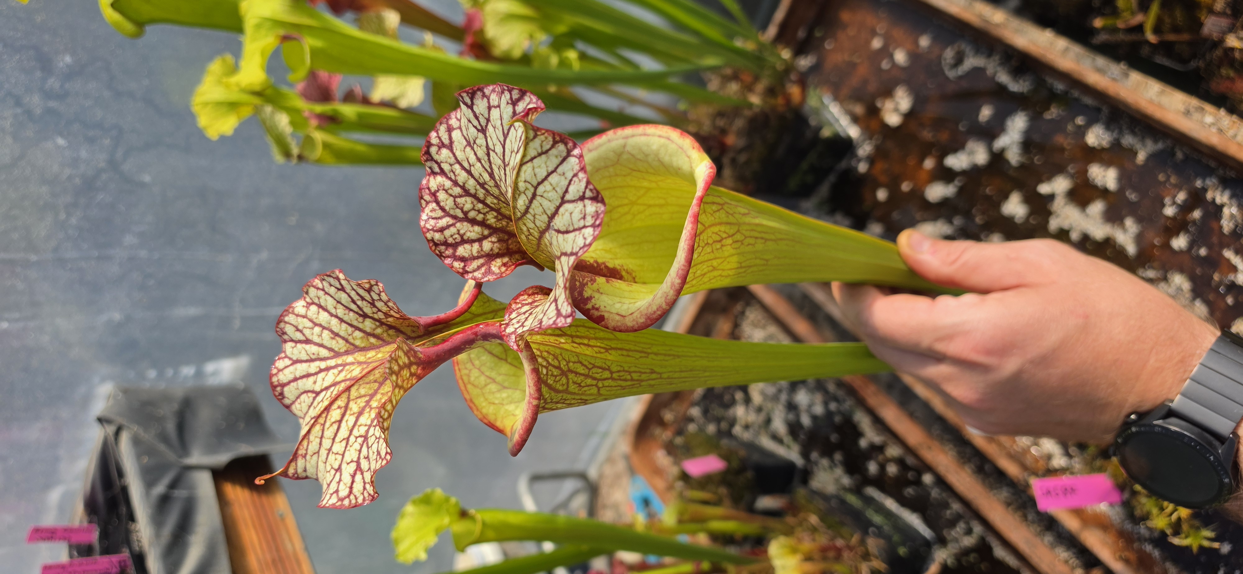 SA587 : Moorei Elizabeth X (Leah Wilkerson x Adrian slack) clone A, MS
