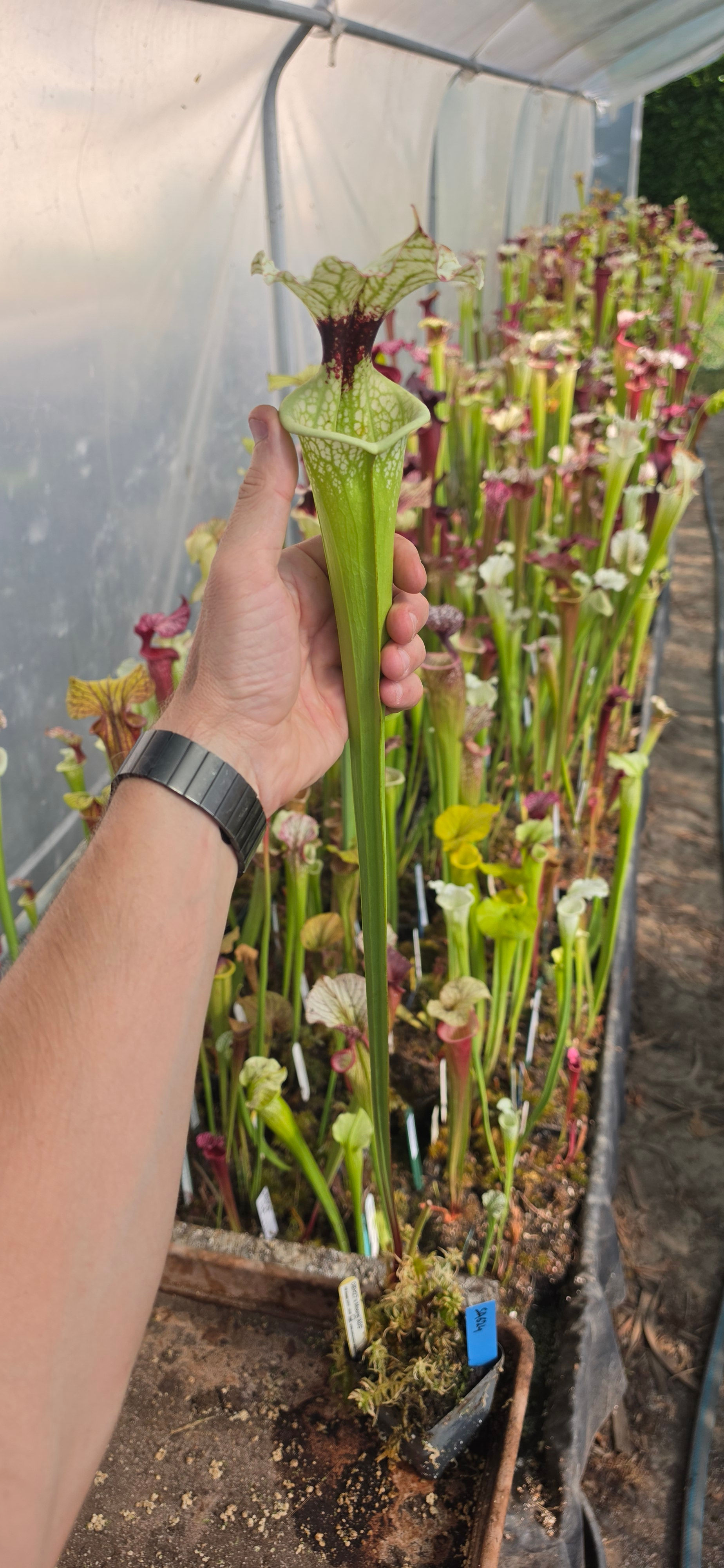 SA624 : OBH27(Leucophylla purple wh. giant x Moorei WWK) X Moorei 'Adrian Slack'