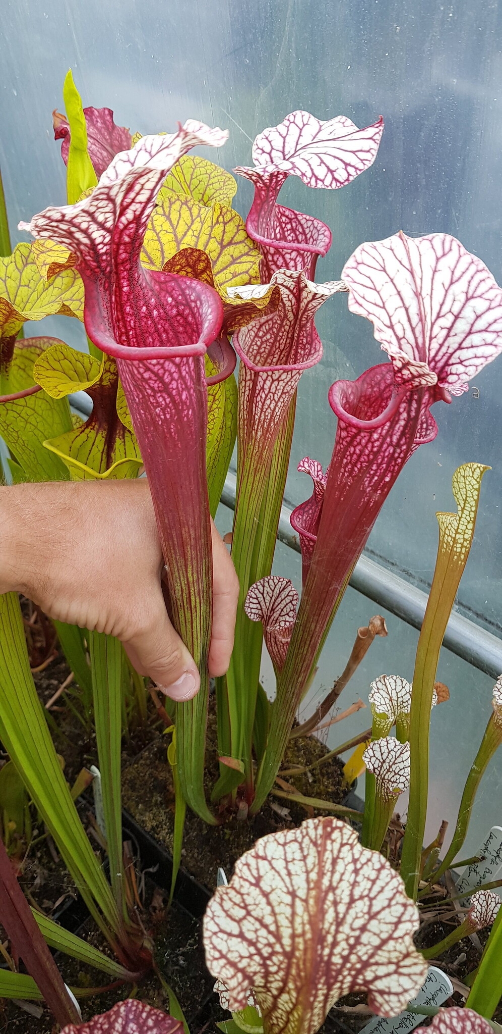 Sarracenia x Elena Bres (OBH46)